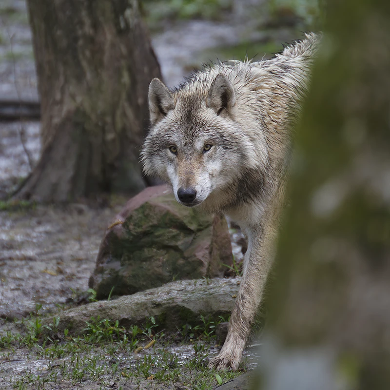 Accéder aux photos nature pour les iconoclastes