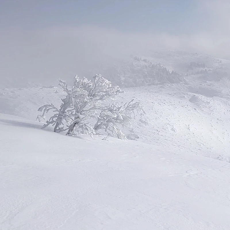 Accéder à la vidéo Sentier des Névés en hiver