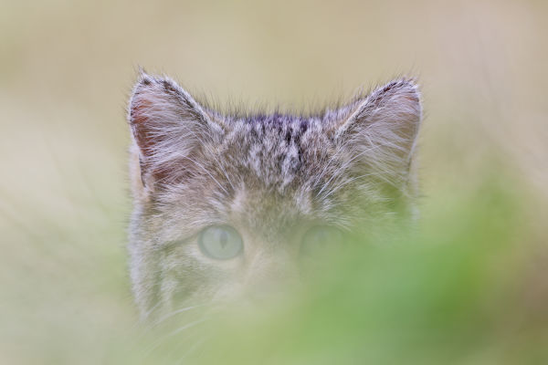 Chat forestier (Felis silvestris silvestris)  13
