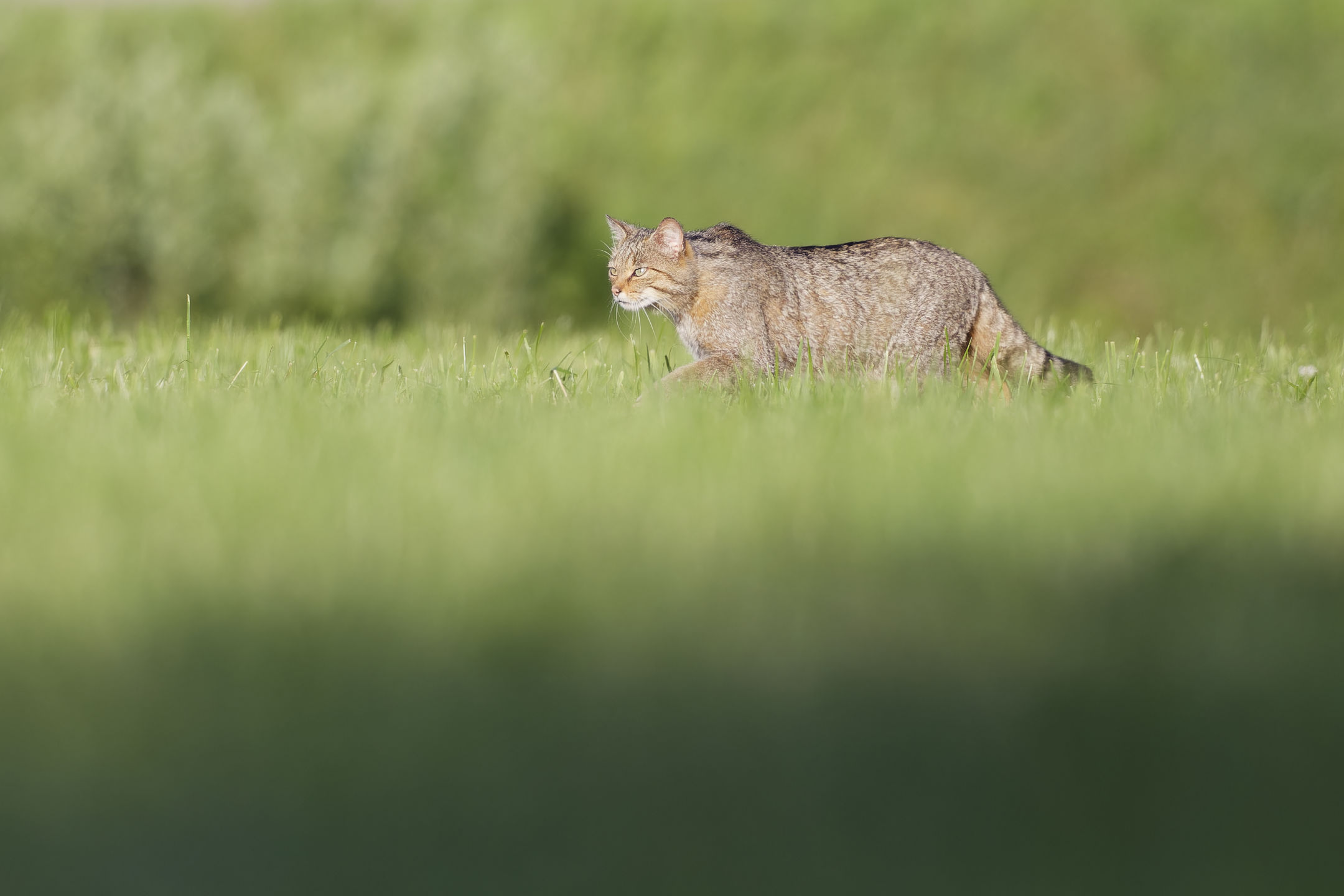 photo : chat forestier (felis silvestris silvestris)