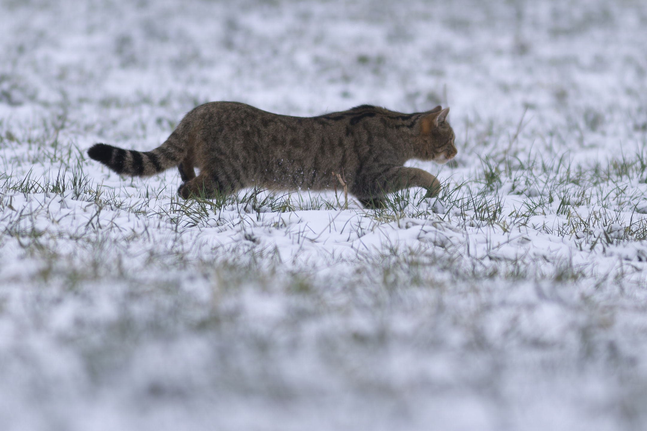 photo : chat forestier (felis silvestris silvestris)