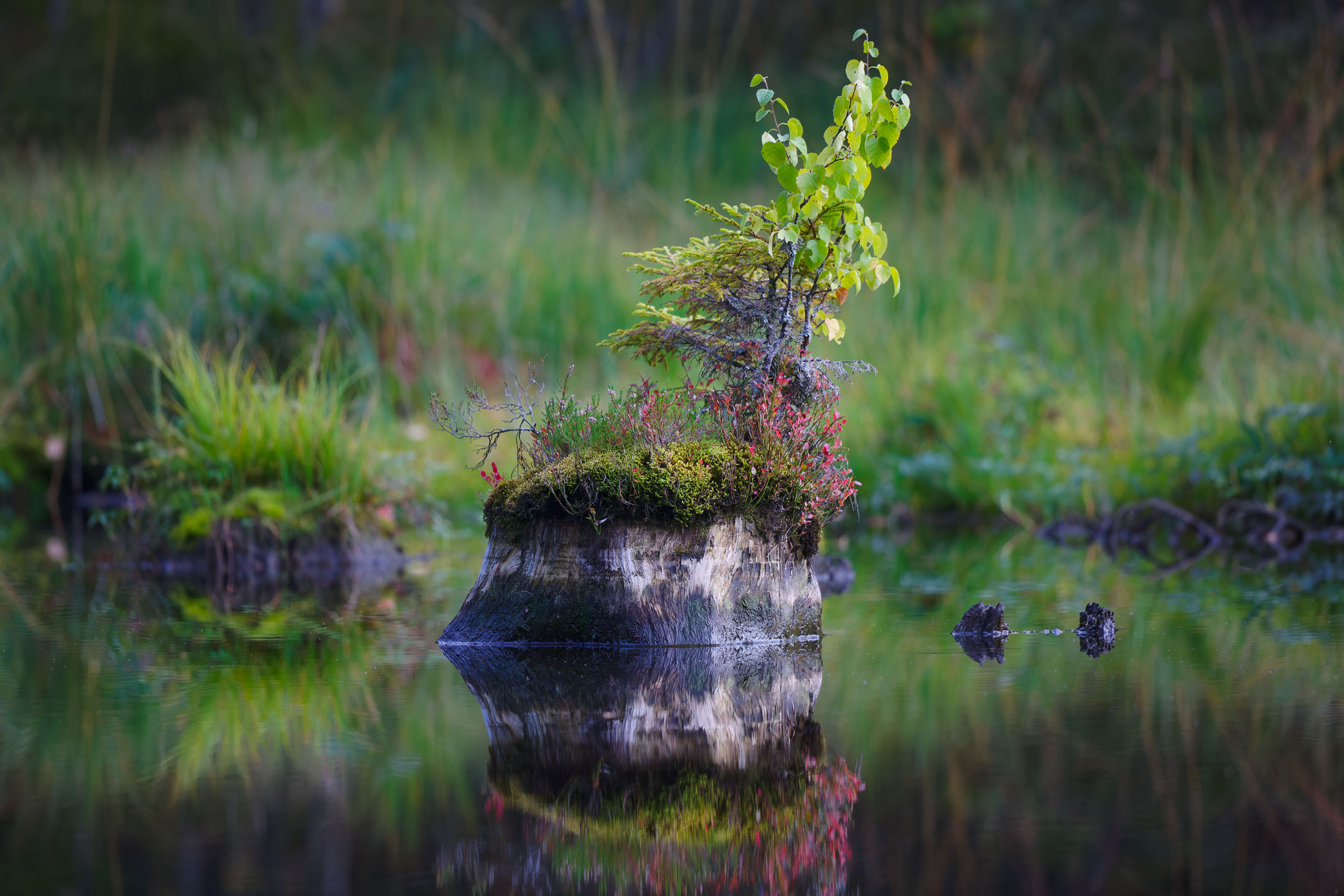 photo : Lac de Lispach, Vosges