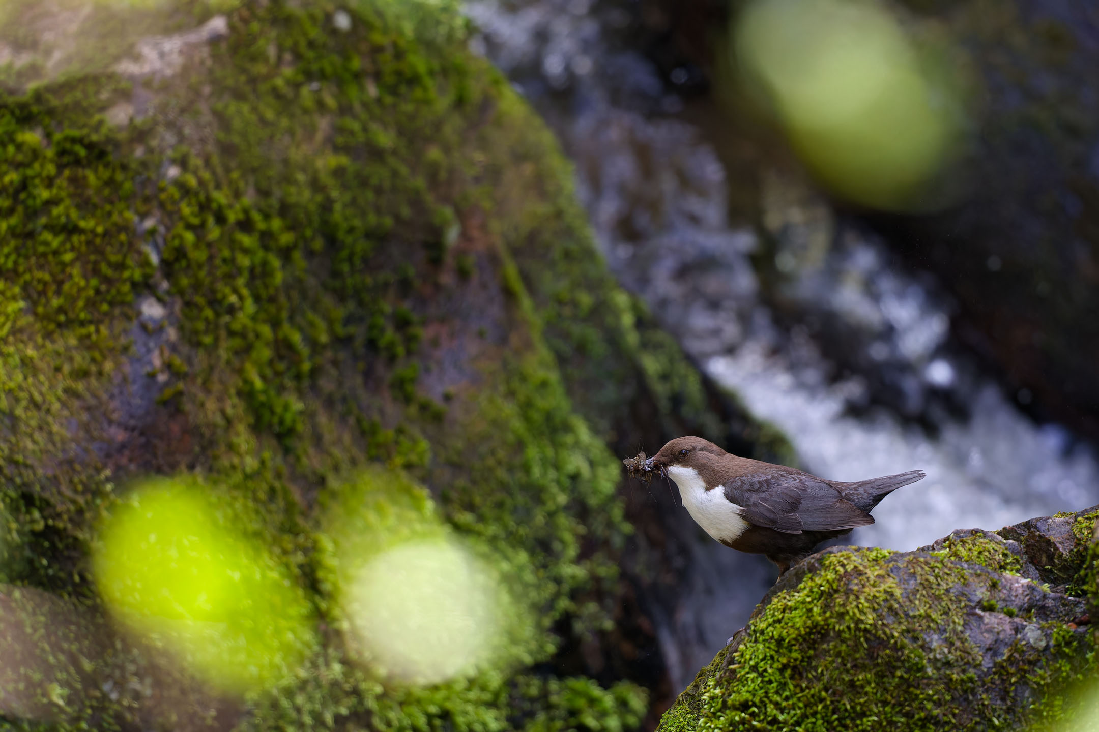 photo : cincle plongeur (cinclus cinclus)