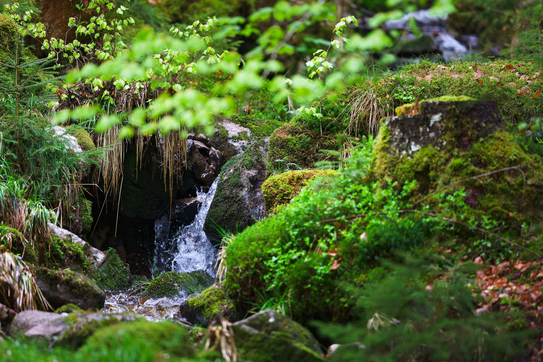 photo : ruisseau forestier, Vosges