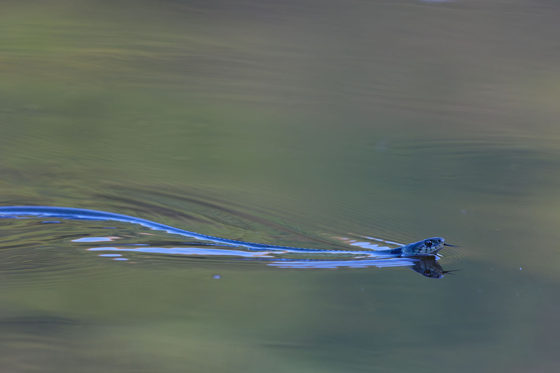 photo : couleuvre à collier (natrix natrix)