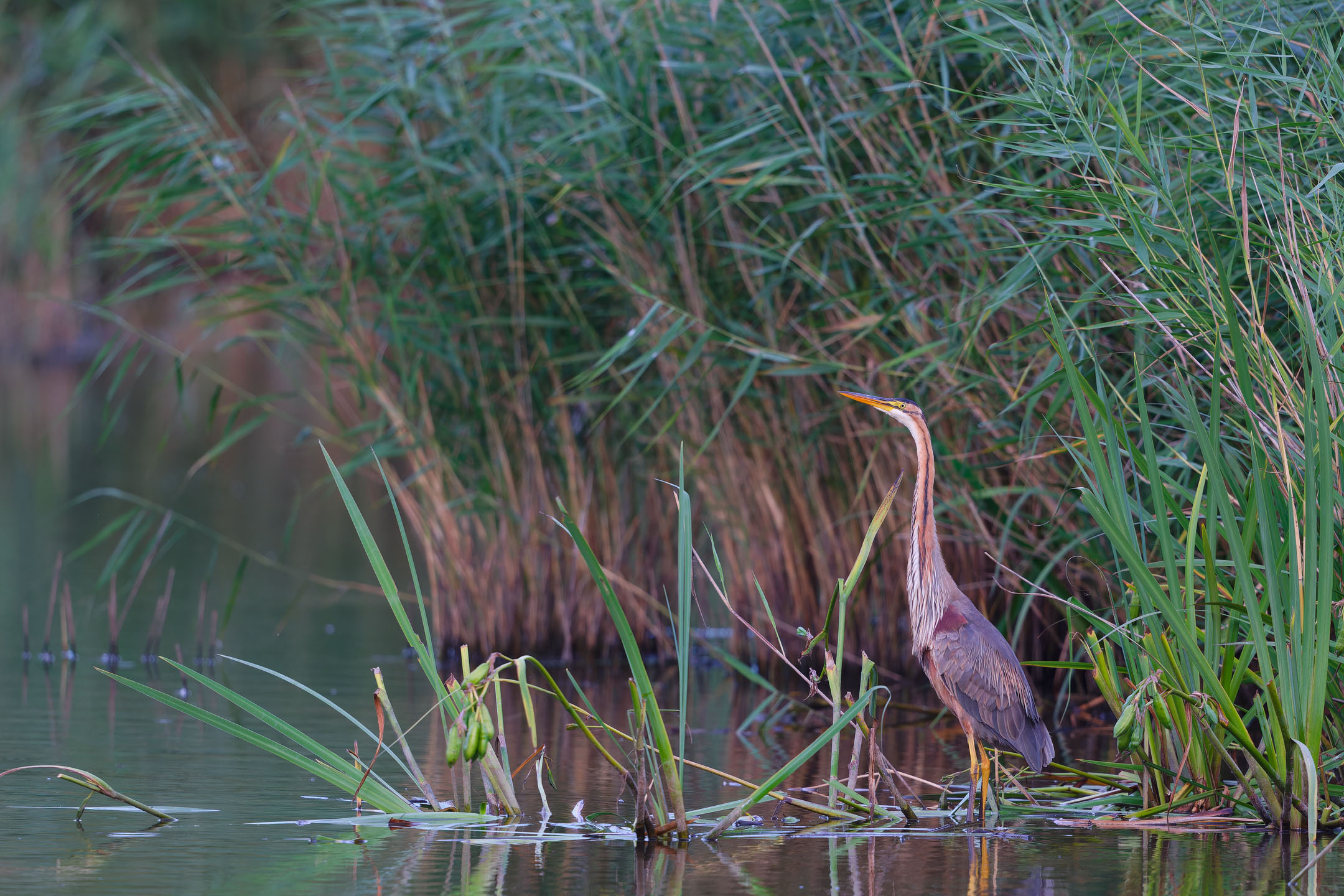 photo : héron pourpré (ardea purpurea)