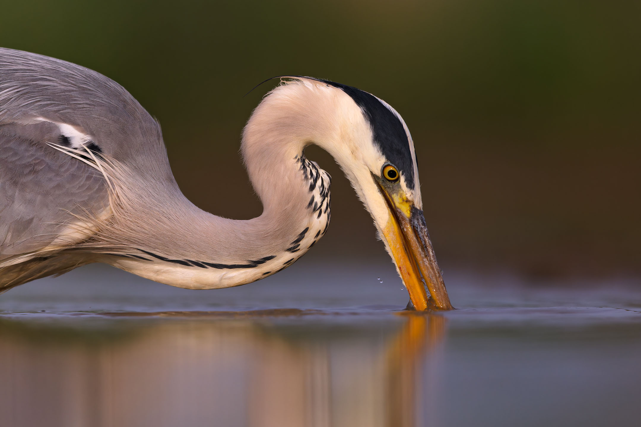 photo : héron cendré (ardea cinerea)