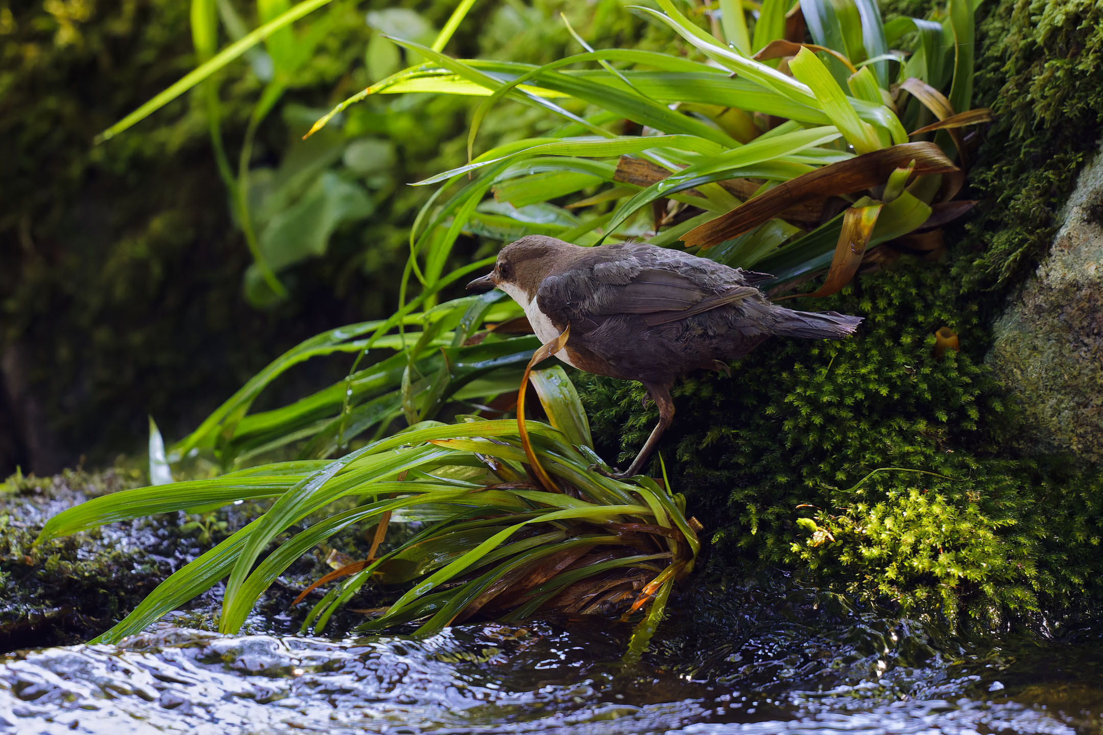 photo : cincle plongeur (cinclus cinclus)