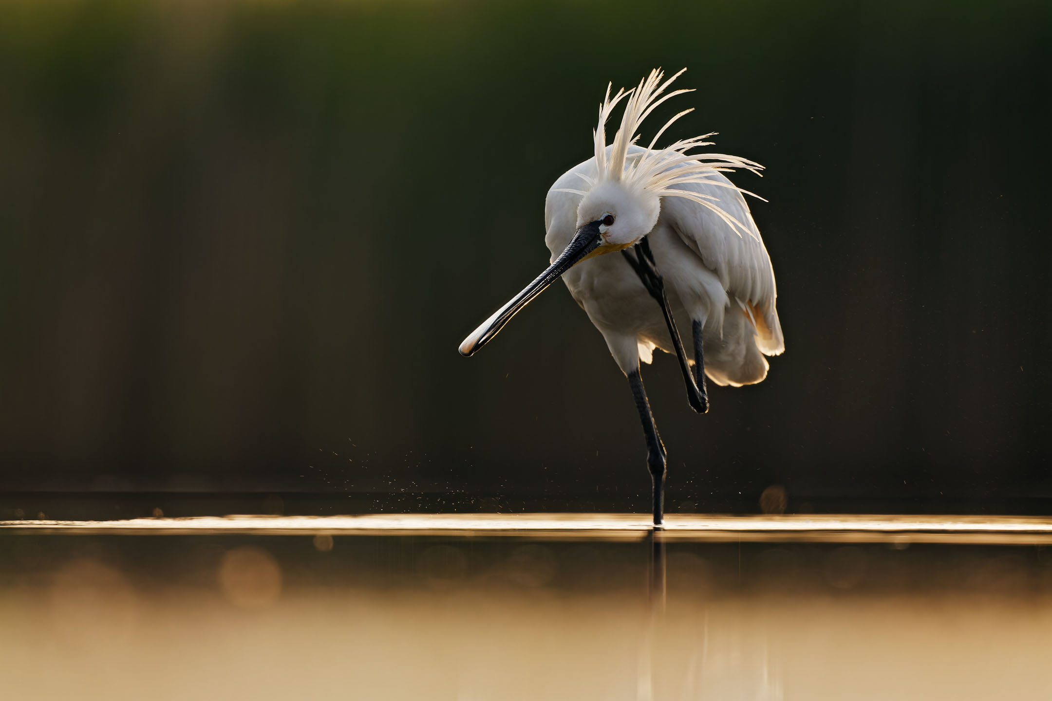 photo : spatule blanche (platalea leucorodia)