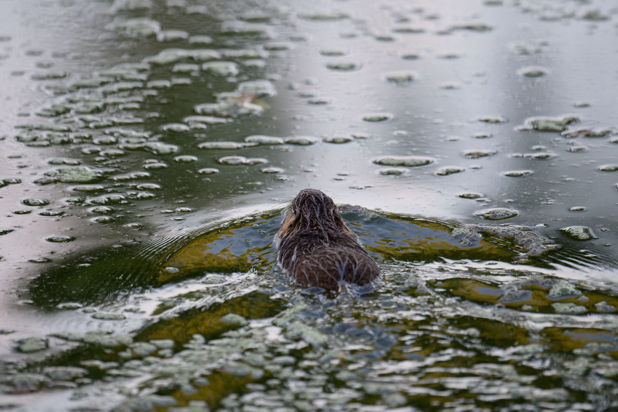 photo : ragondin (myocastor coypus)