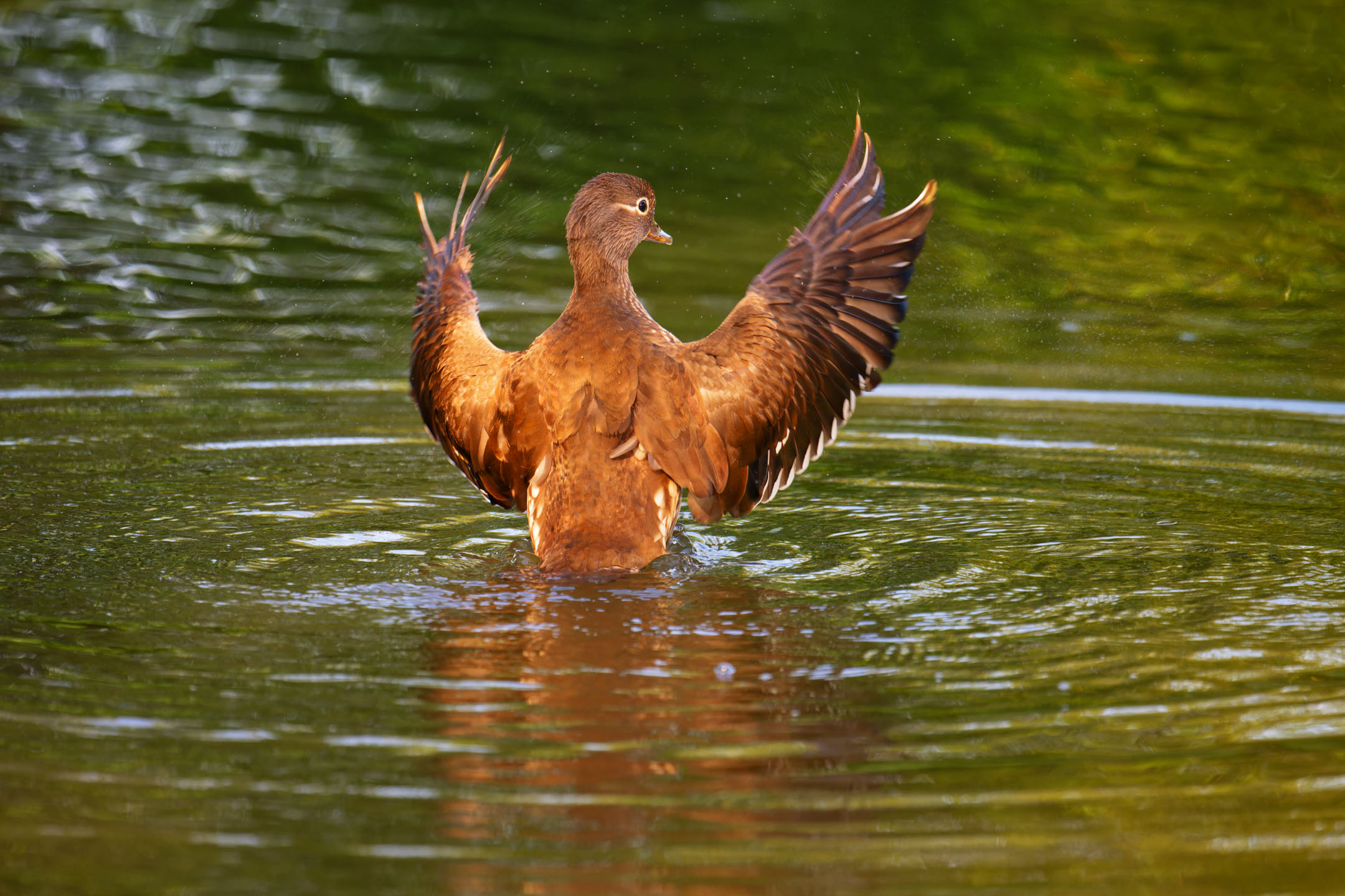 photo : canard mandarin (aix galericulata)