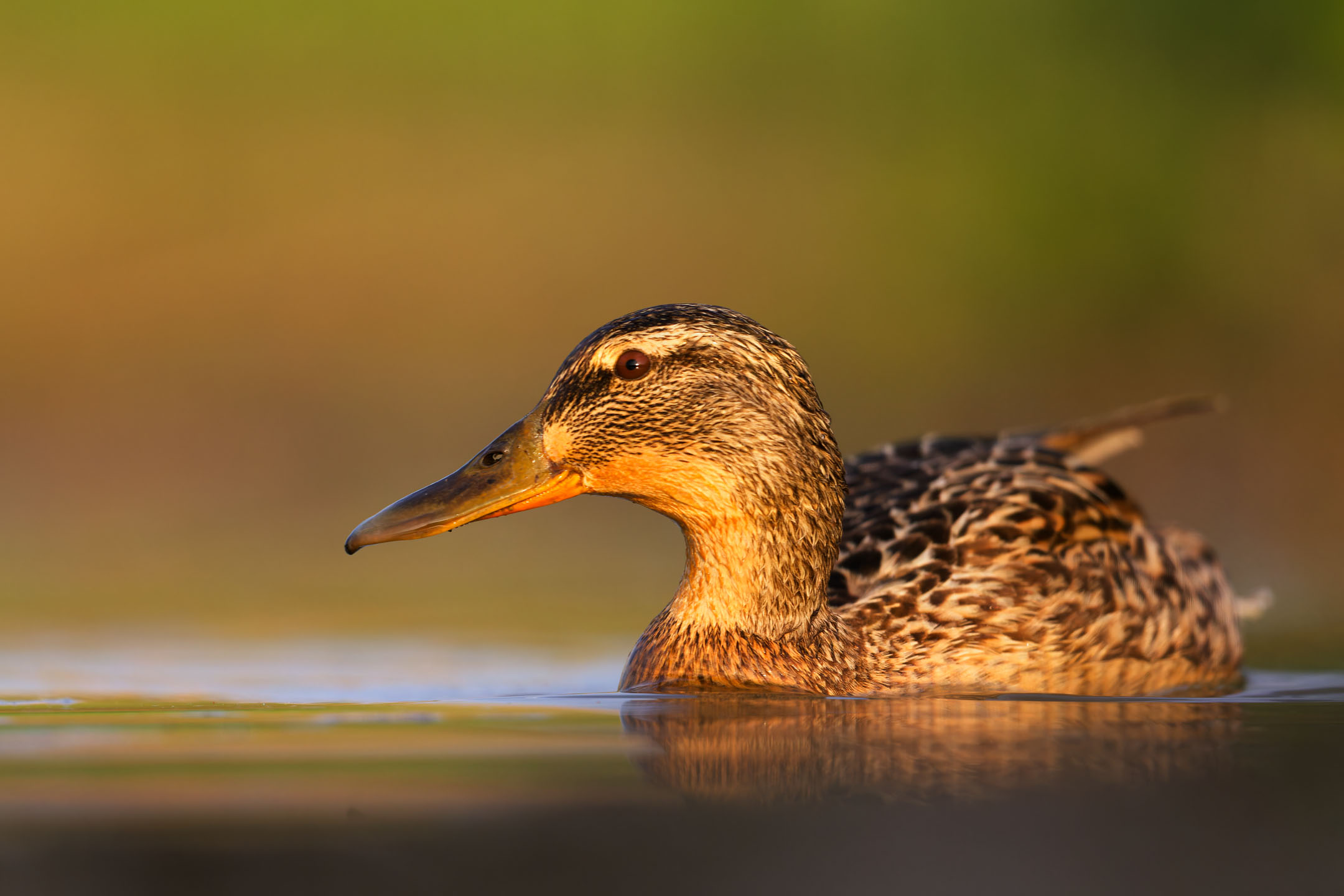 photo : canard souchet (anas clypeata)