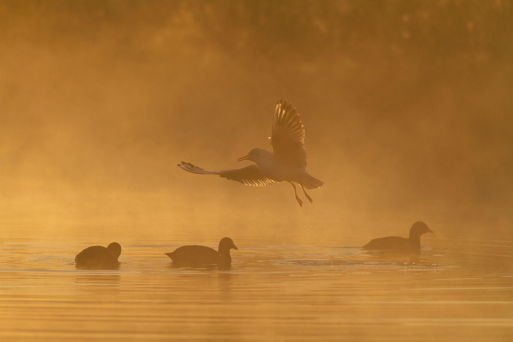 photo : mouette rieuse (chroicocephalus ridibundus) et foulque macroule (fulica atra)