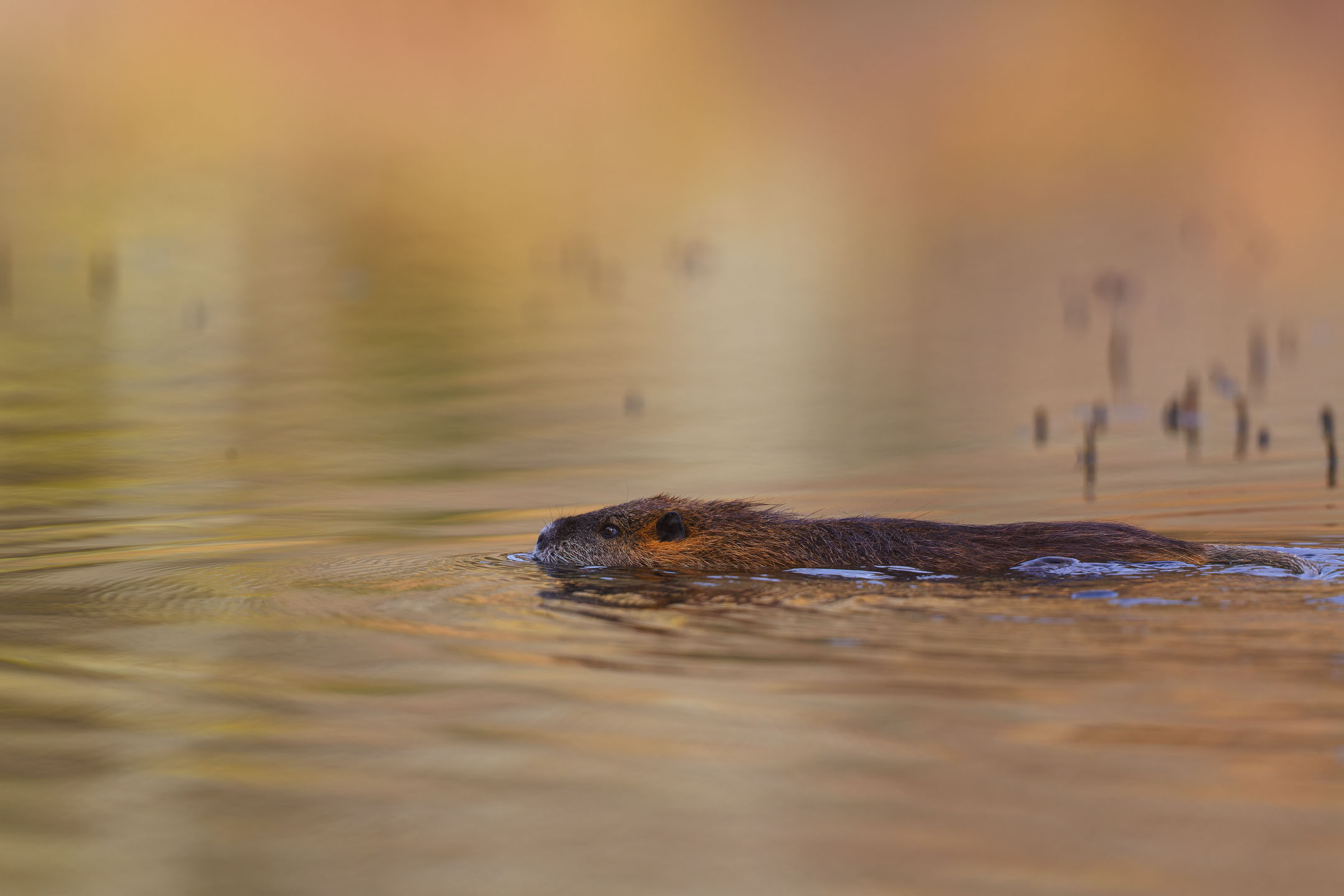 photo : ragondin (myocastor coypus)