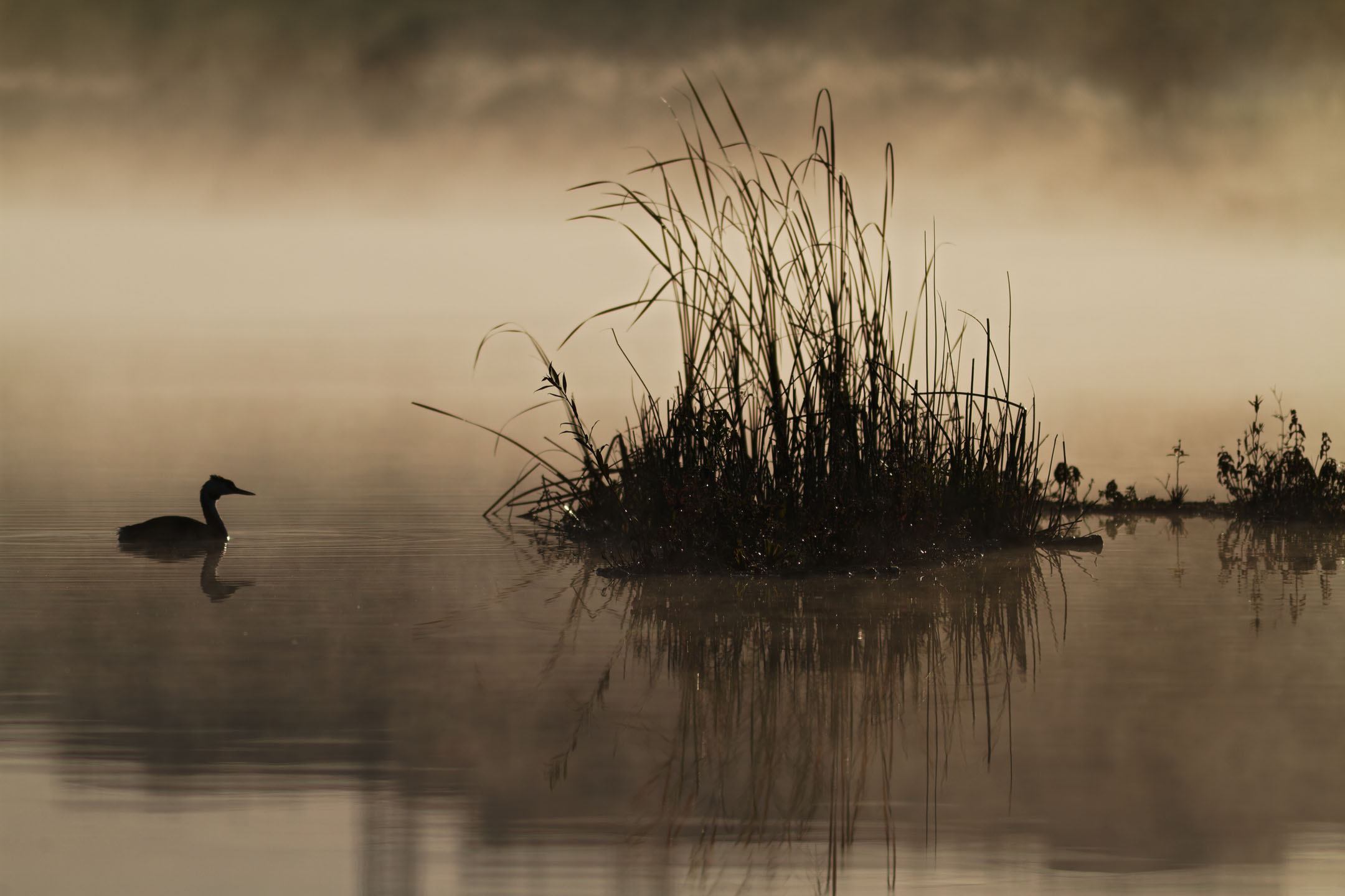 photo : grèbe huppé (podiceps cristatus)