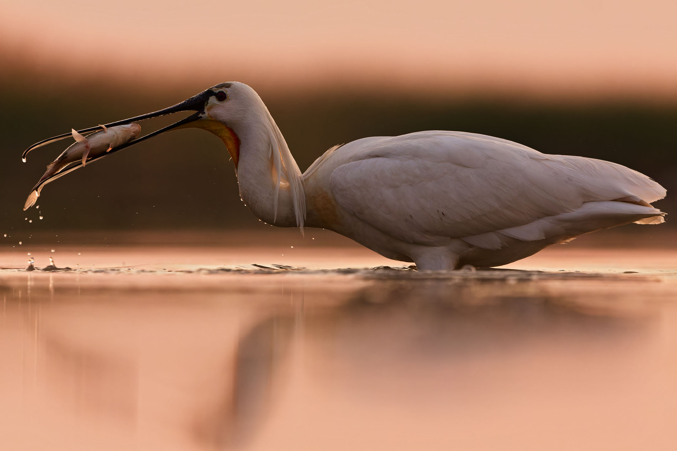 photo : spatule blanche (platalea leucorodia)