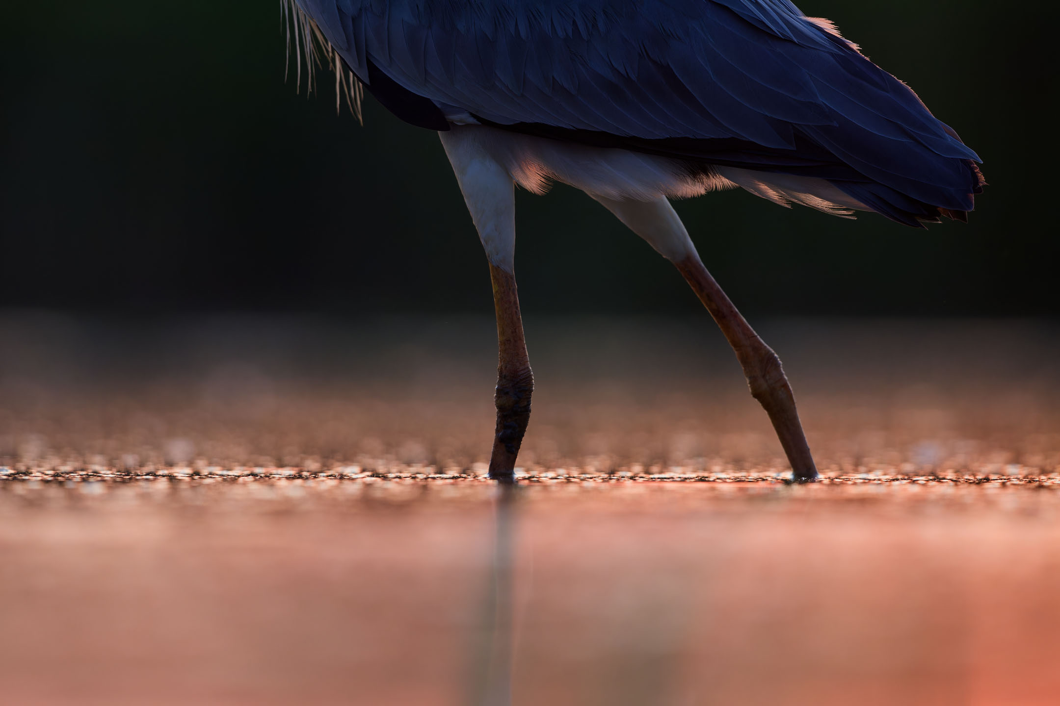 photo : héron cendré (ardea cinerea linnaeus)