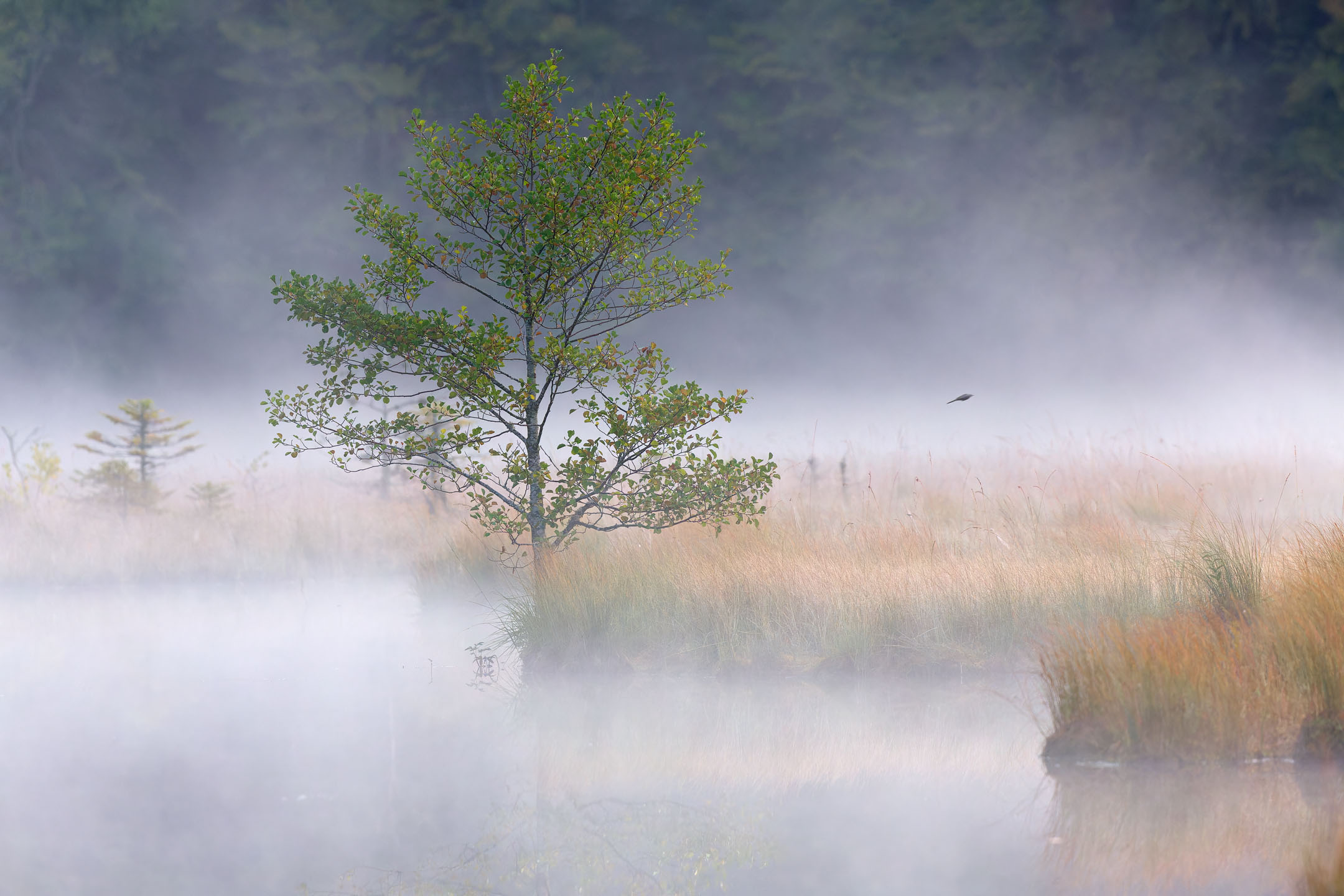 photo : Lac de Lispach, Vosges