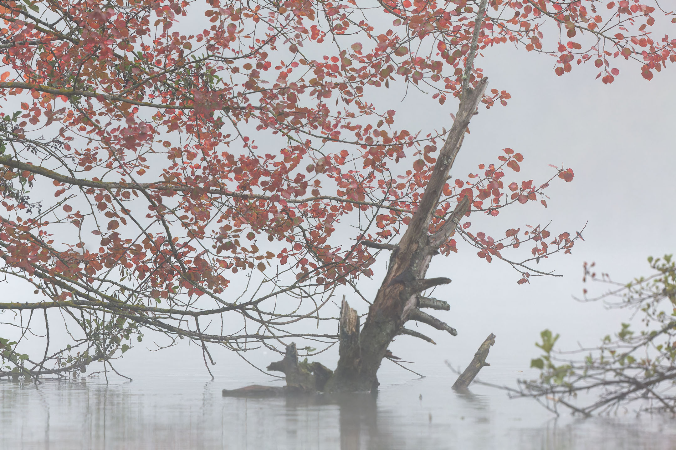 photo : Étang de la Loy, Seine-et-Marne