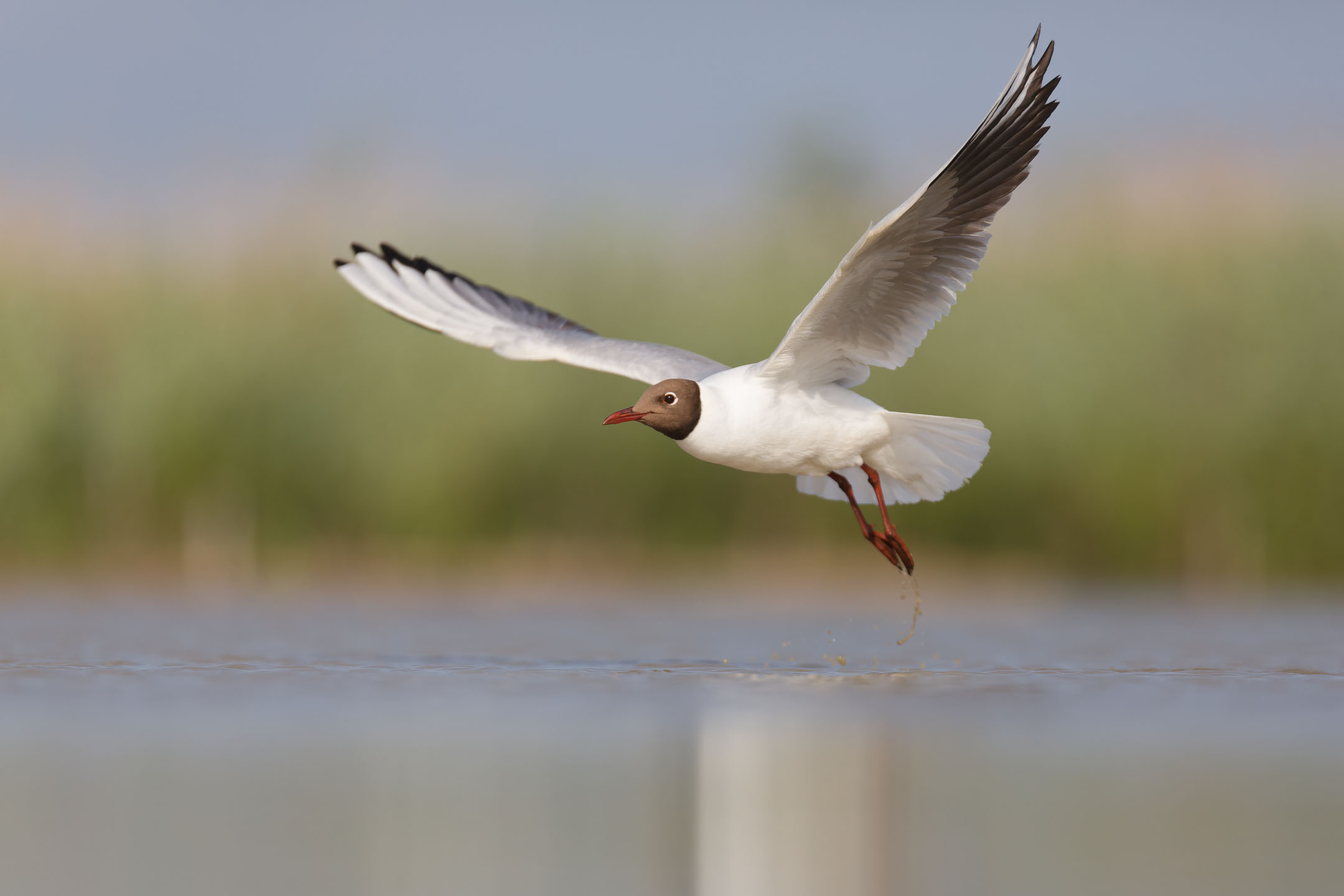 photo : mouette rieuse (chroicocephalus ridibundus)