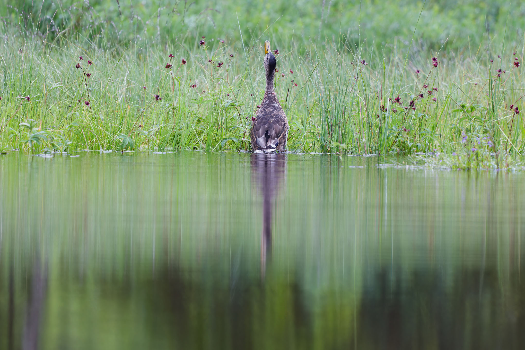 photo : canard colvert (anas platyrhynchos)