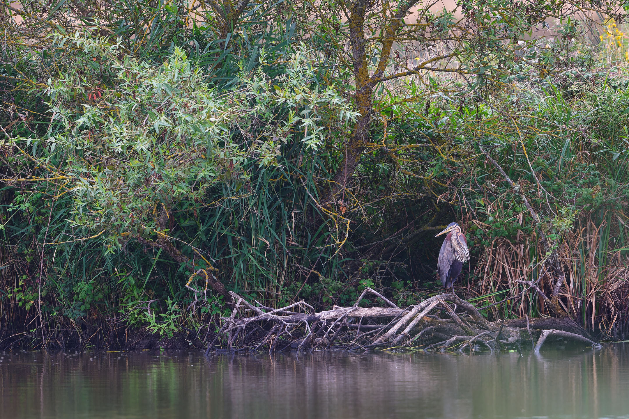 photo : héron pourpré (ardea purpurea)