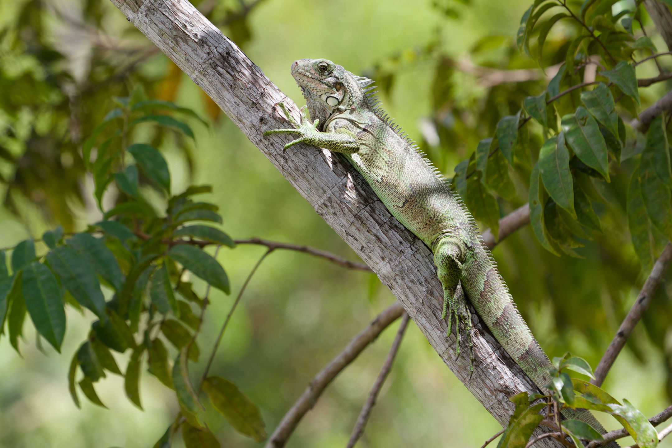 photo : iguane vert (iguana iguana)