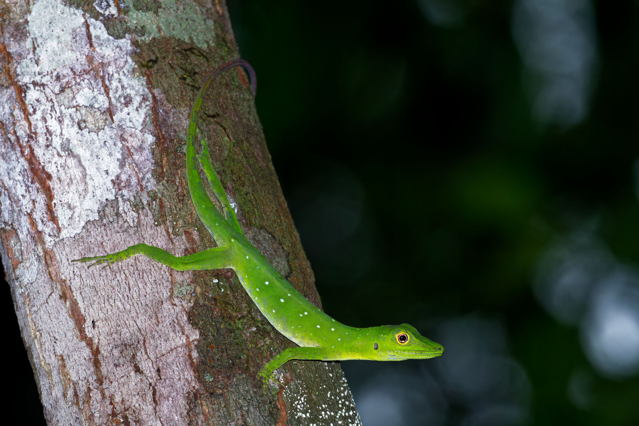 photo : anolis punctatus du parc amazonien