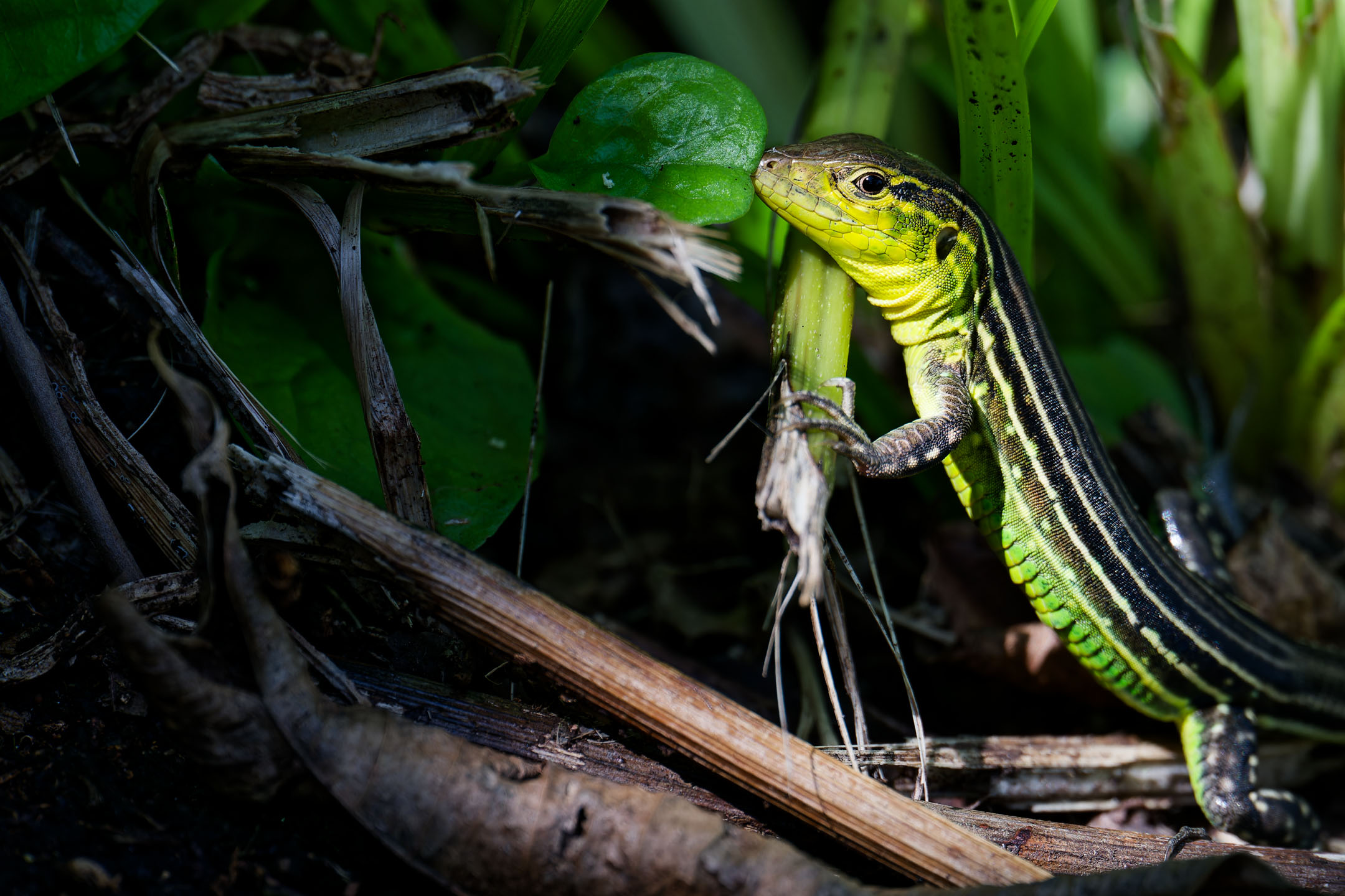 photo : lézard coureur incertain (cnemidophorus cryptus) de l'Île Royale