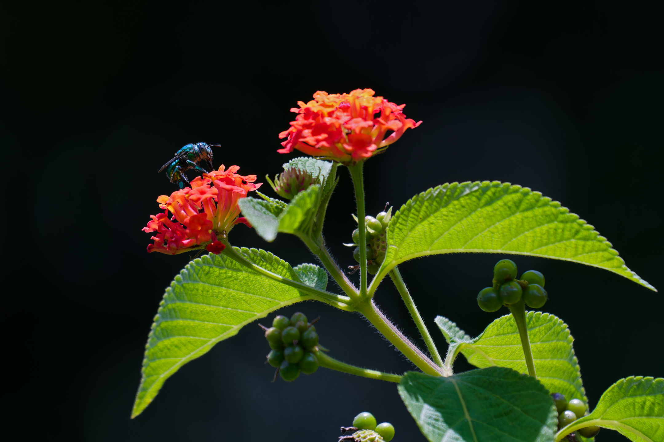photo : abeille et lantana