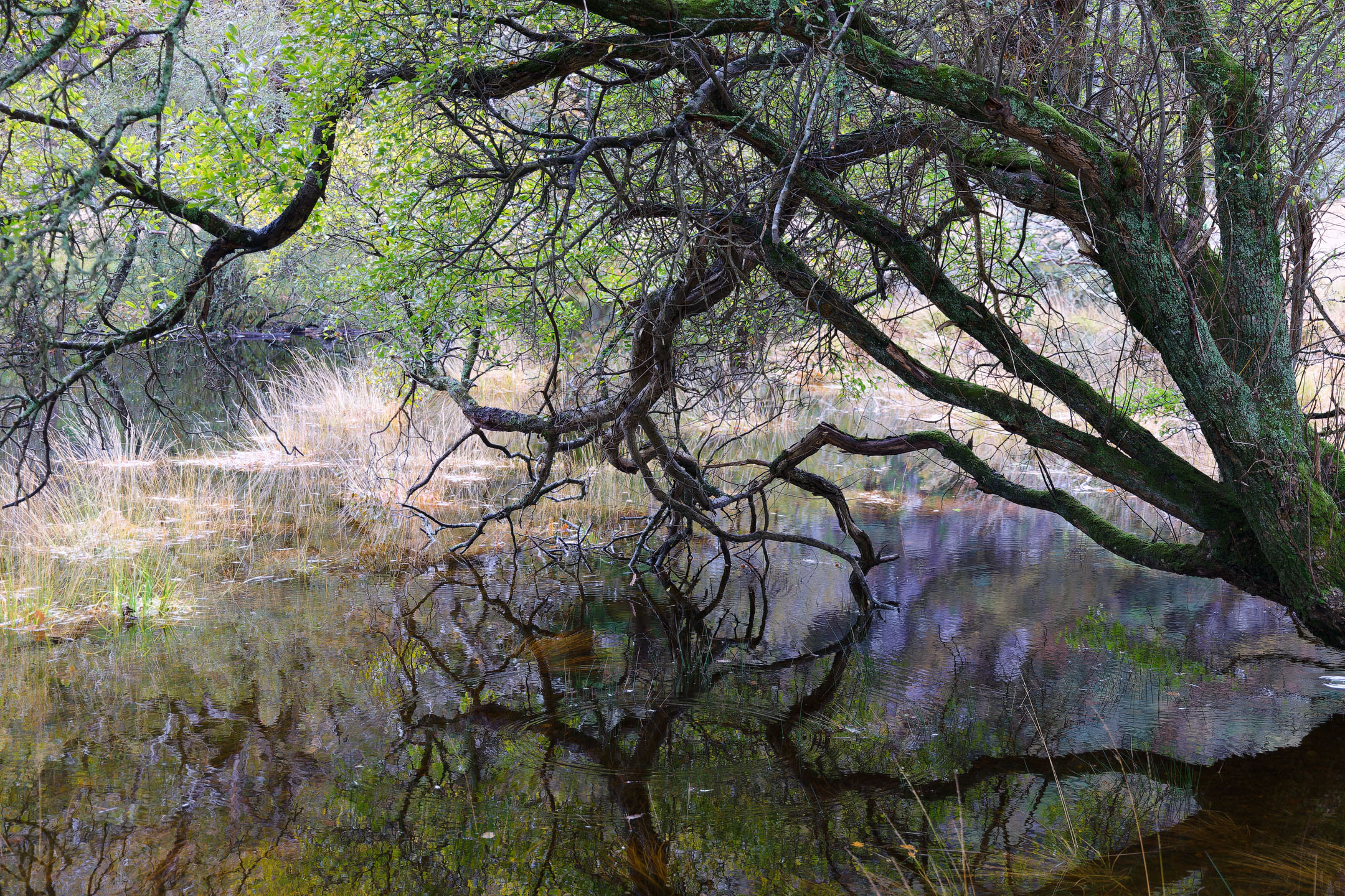 photo : Parc National de Killarney