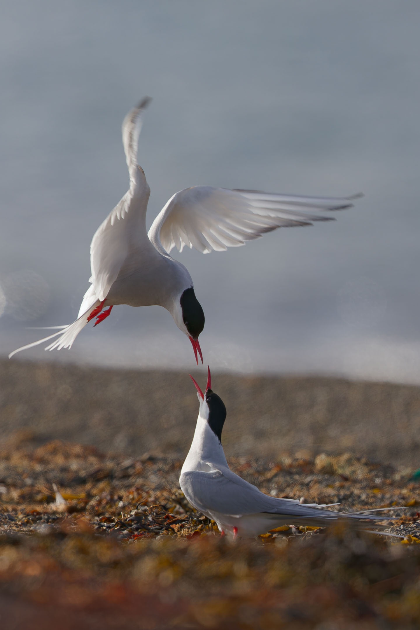 photo : sterne arctique (sterna paradisaea)