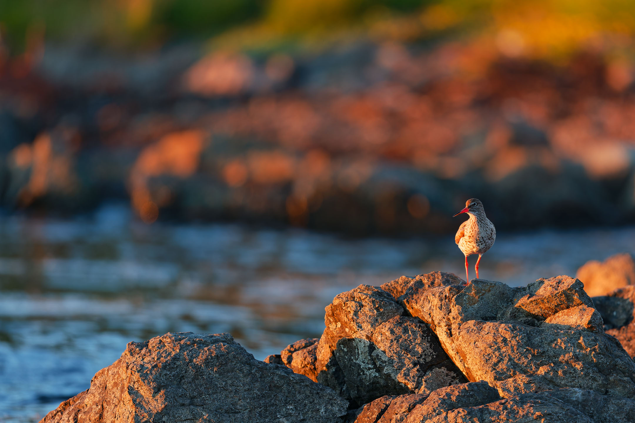 photo : chevalier gambette (tringa totanus)