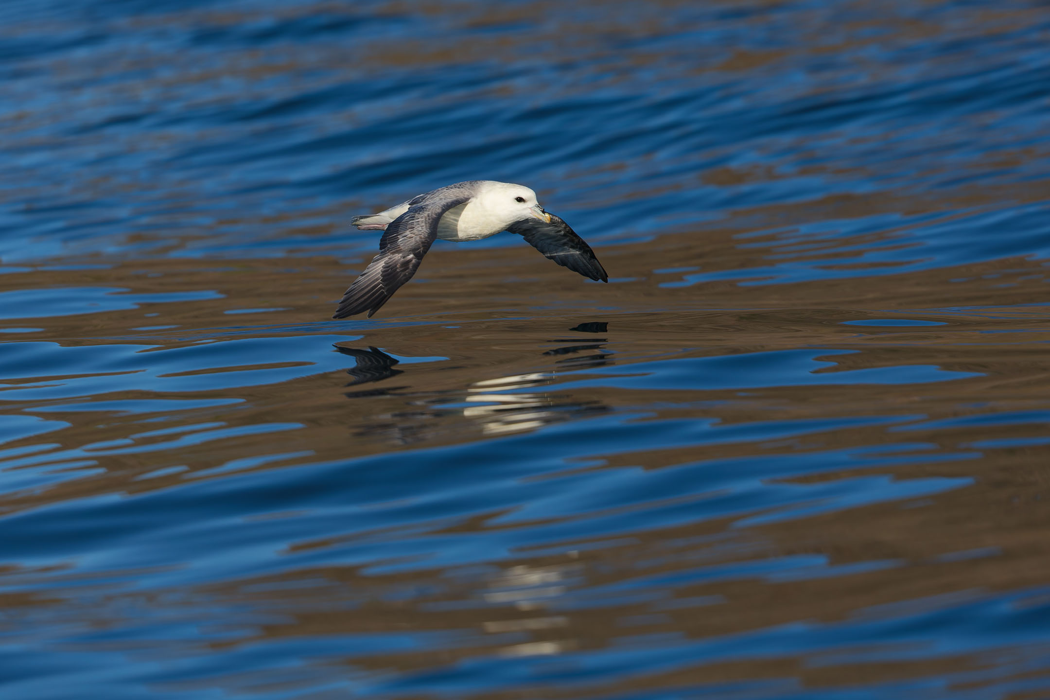 photo : fulmar boréal (fulmarus glacialis)