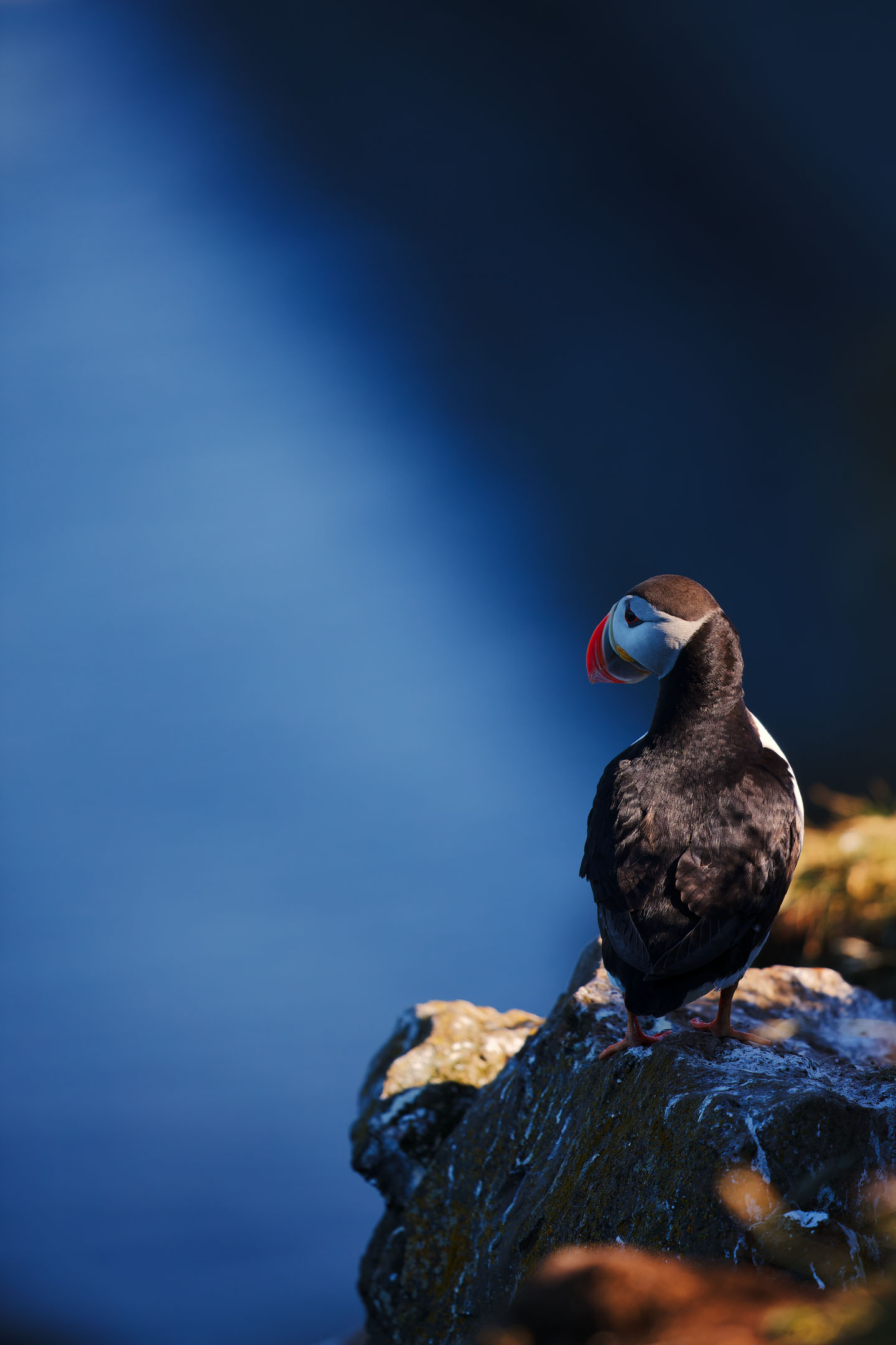 photo : macareux moine (fratercula arctica)