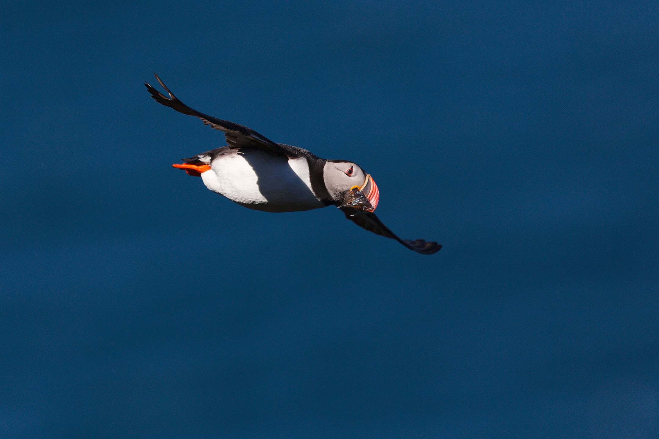 photo : macareux moine (fratercula arctica)