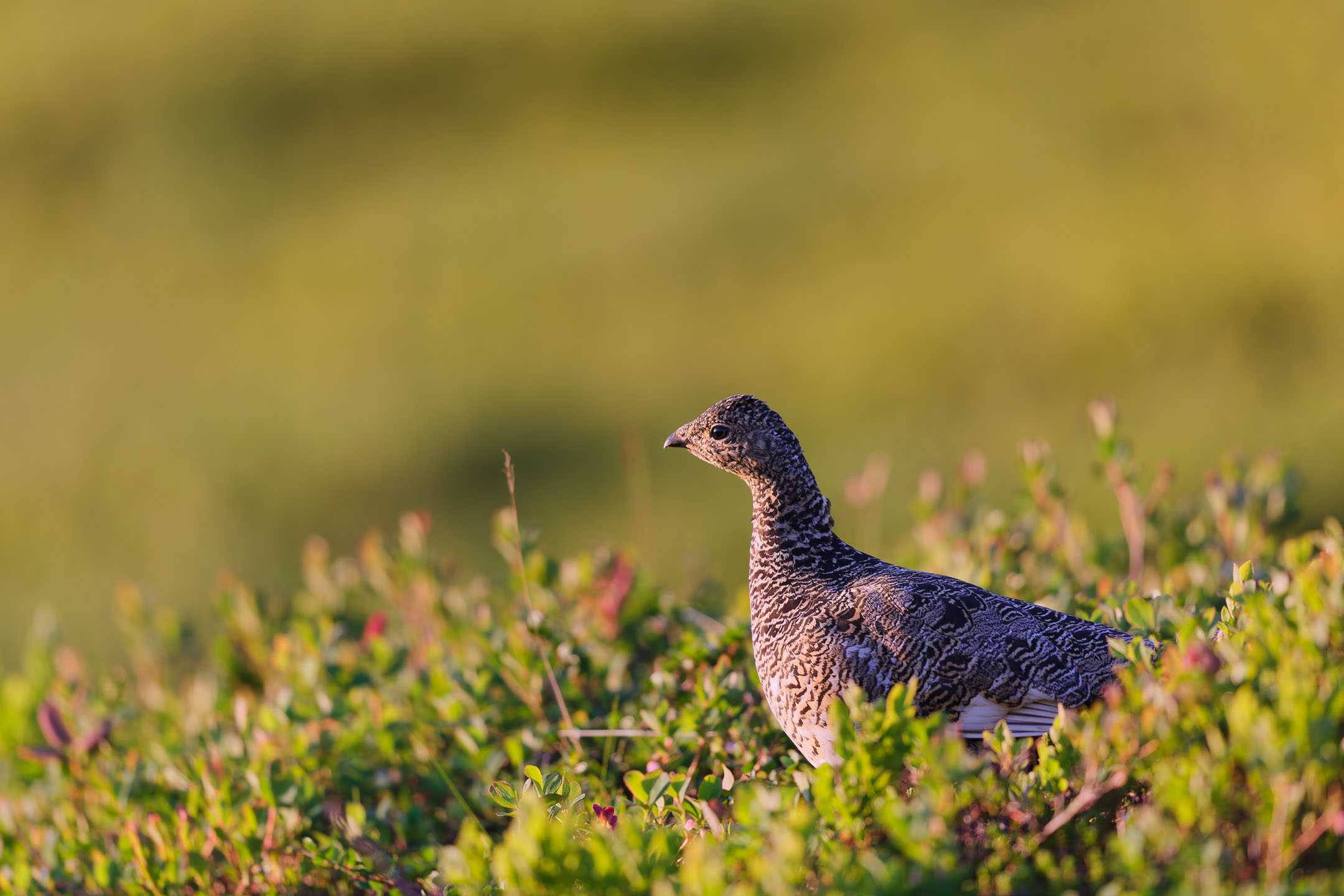 photo : lagopède alpin (lagopus muta)