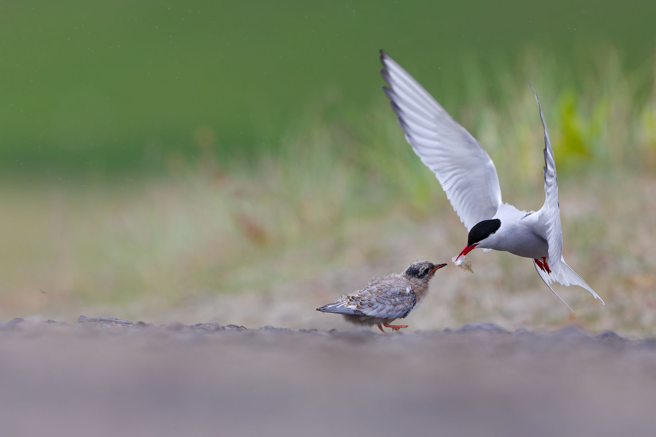 photo : sterne arctique (sterna paradisaea)