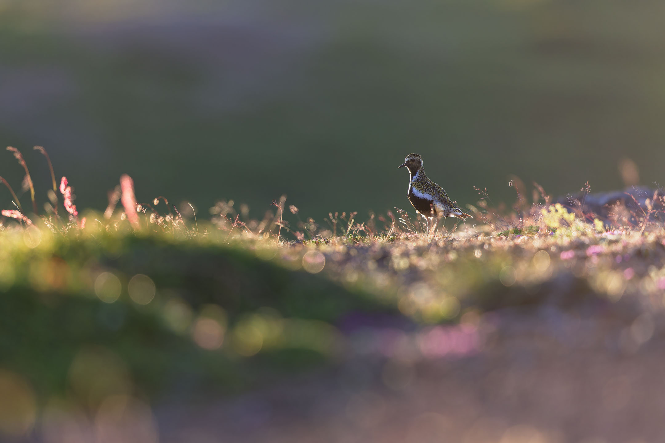 photo : pluvier doré (pluvialis apricaria)