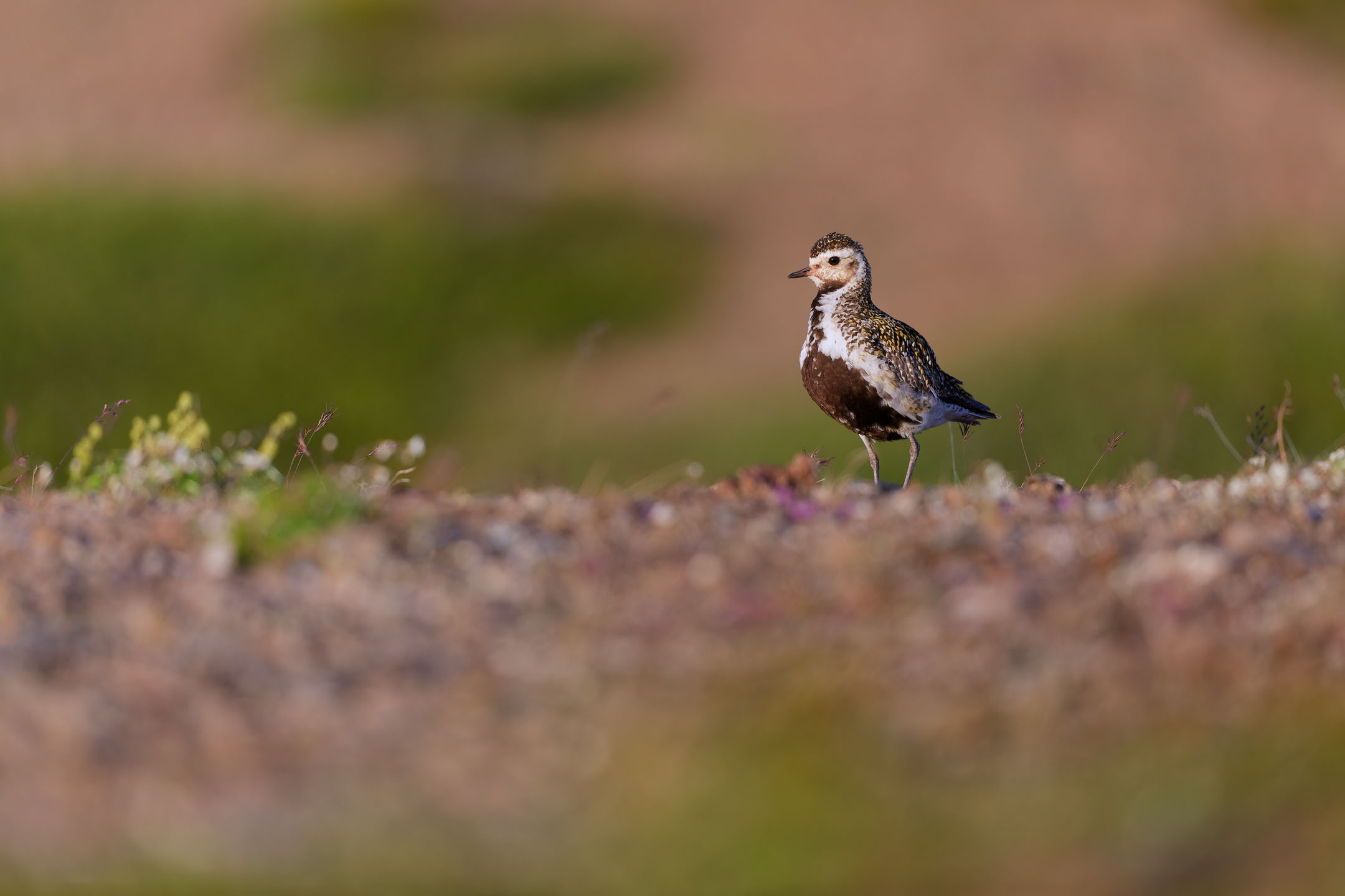 photo : pluvier doré (pluvialis apricaria)