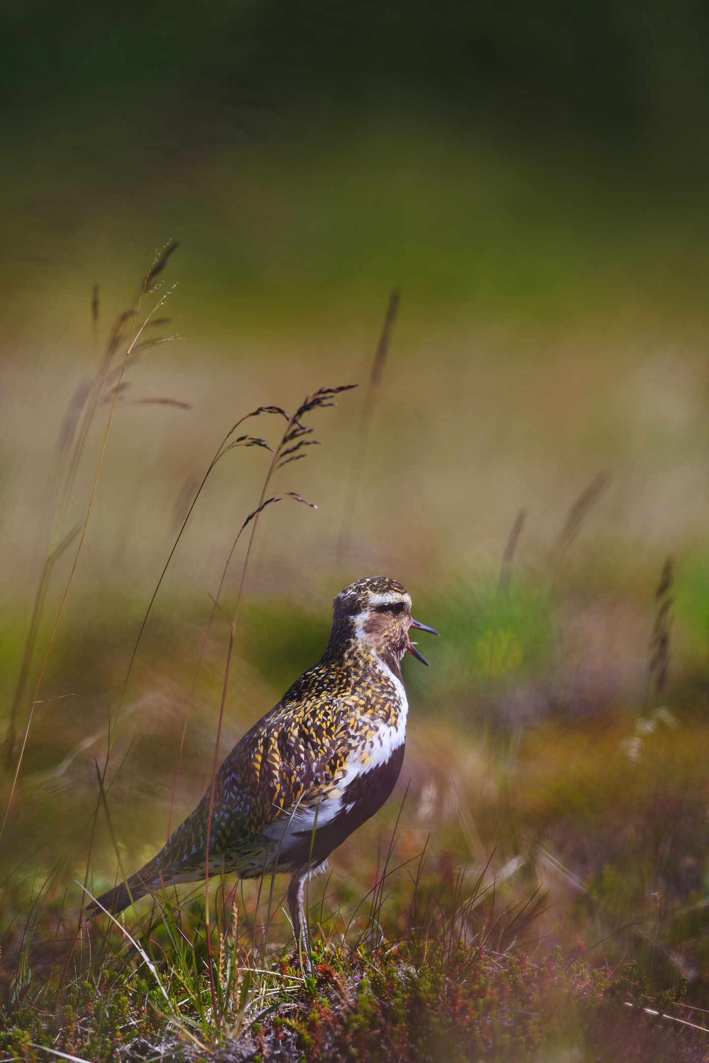 photo : pluvier doré (pluvialis apricaria)