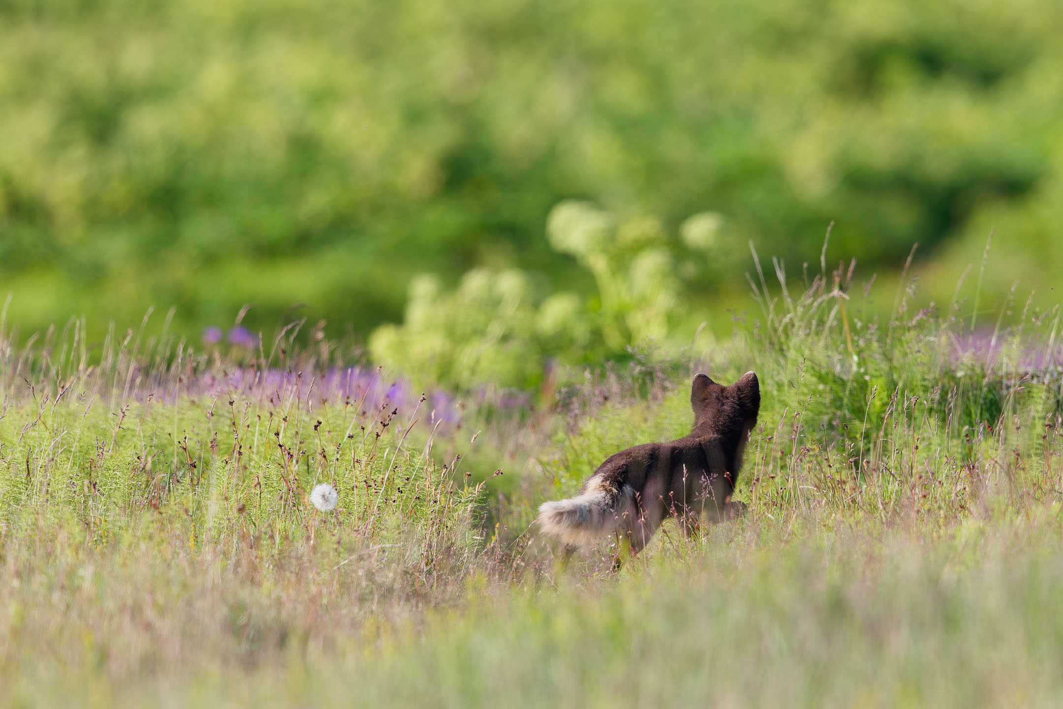 photo : renard polaire (vulpes lagopus)