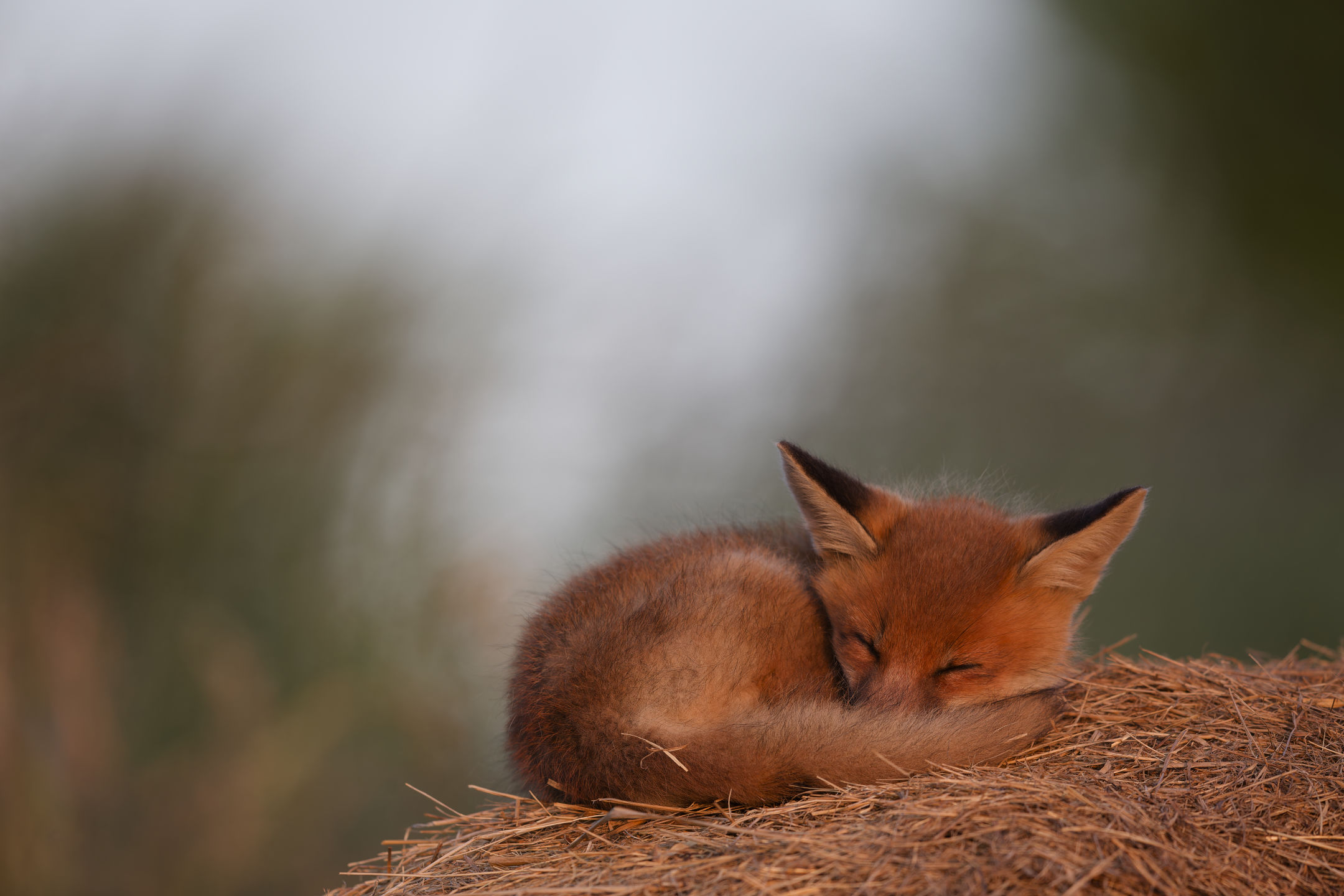 photo : renard roux (vulpes vulpes)