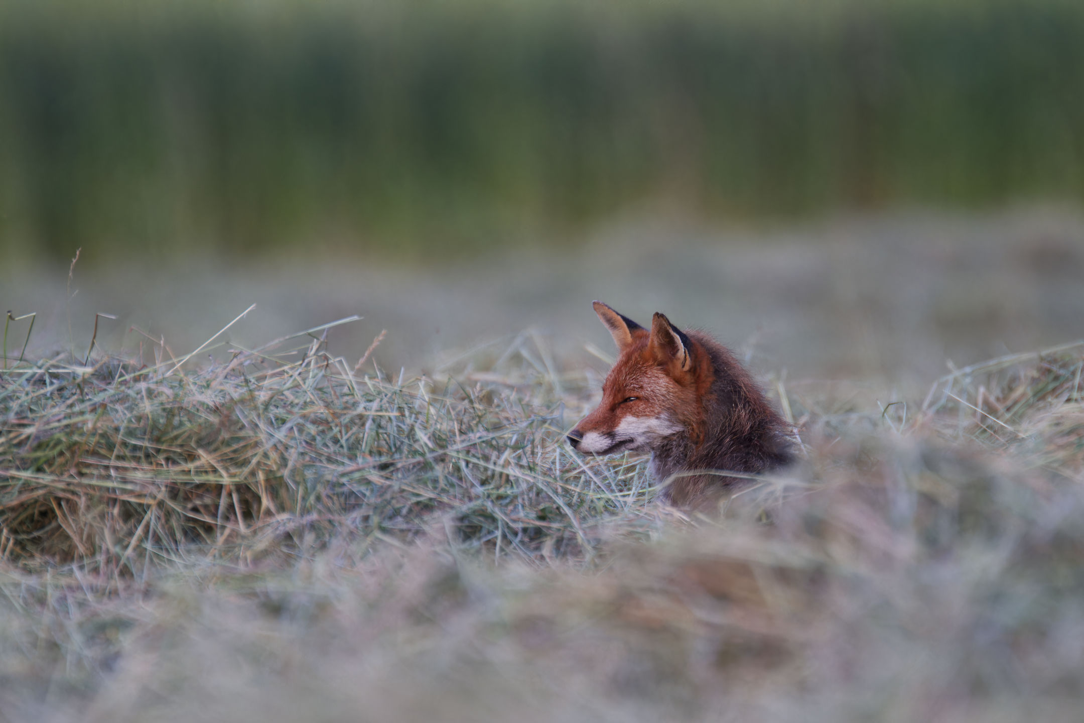 photo : renard roux (vulpes vulpes)