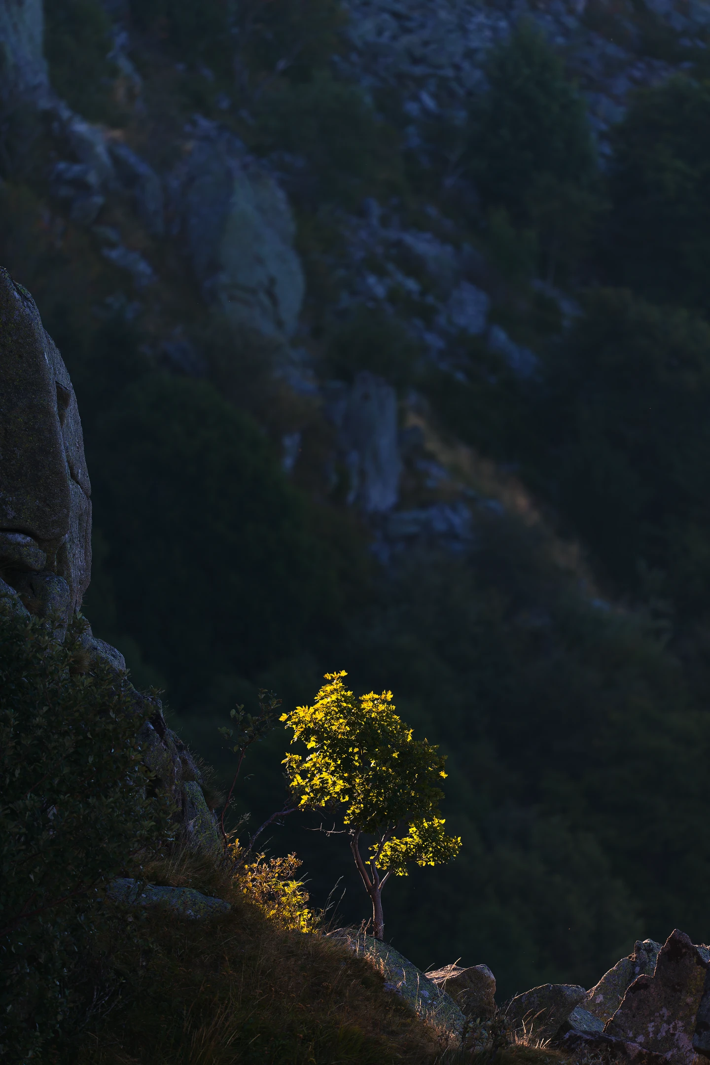 clair-obscur estival sur un érable du cirque du Hohneck, Vosges