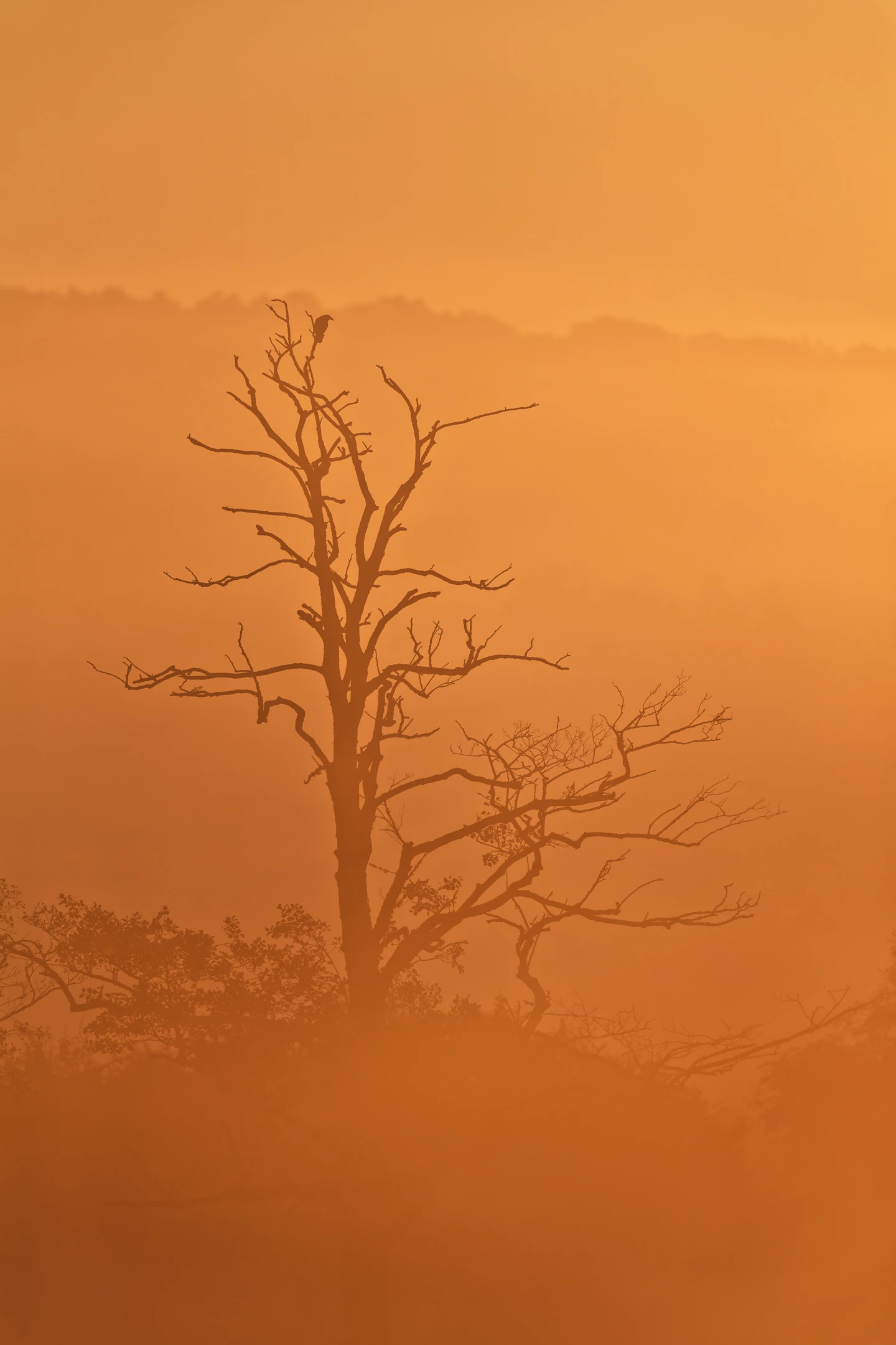aube brumeuse rougeoyante en été, Vosges