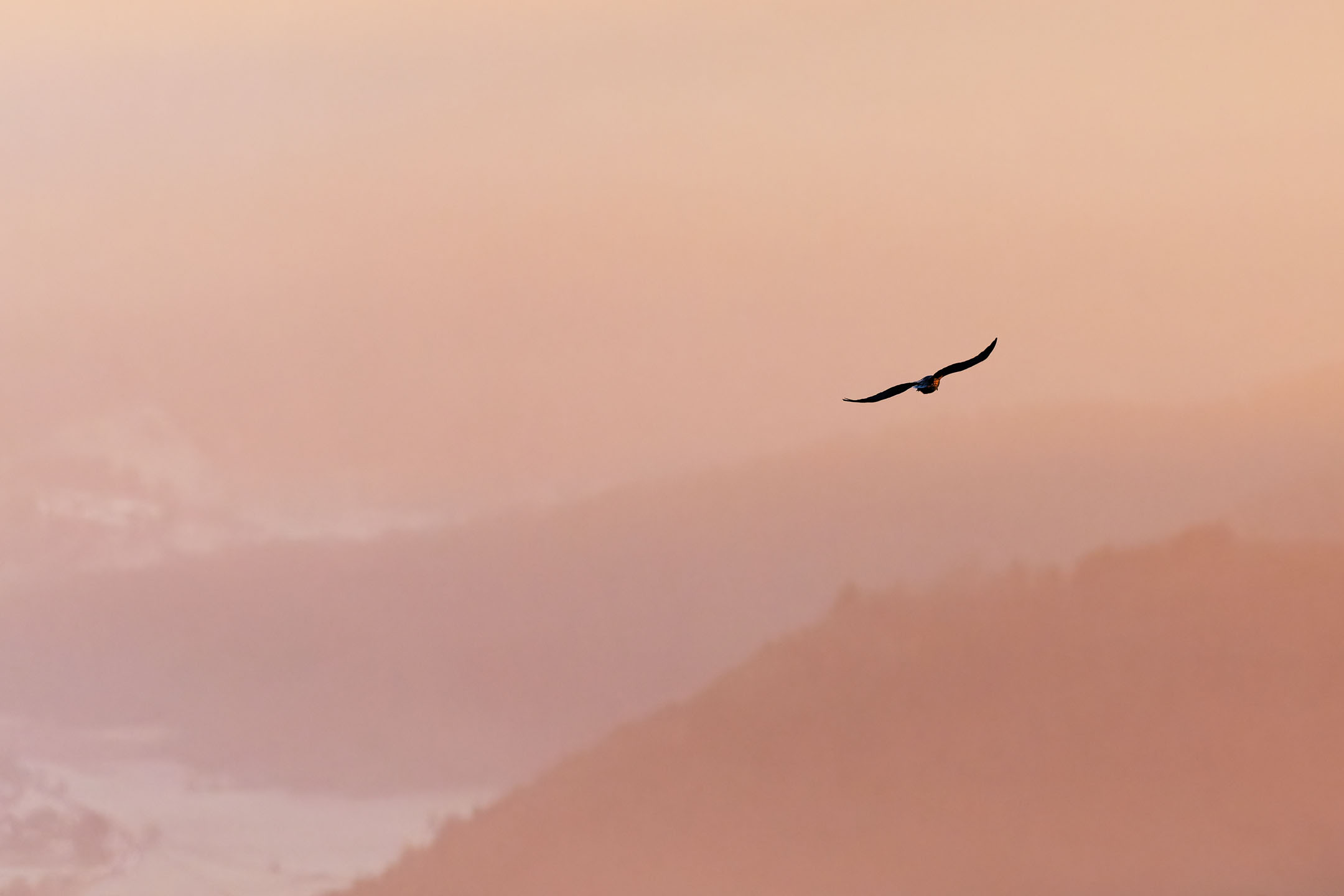 photo : grand corbeau (corvus corax)