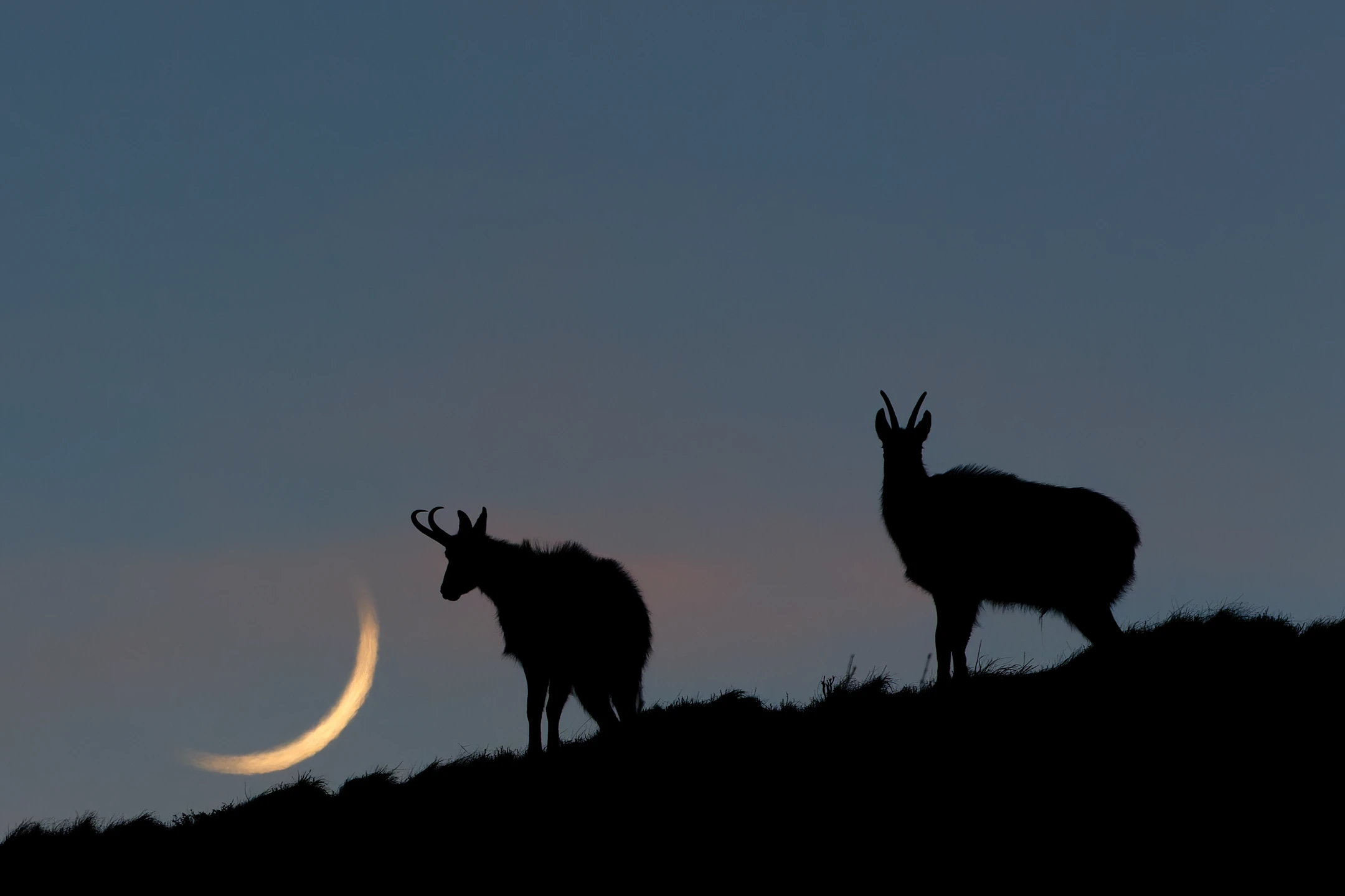 chamois (rupicapra rupicapra)