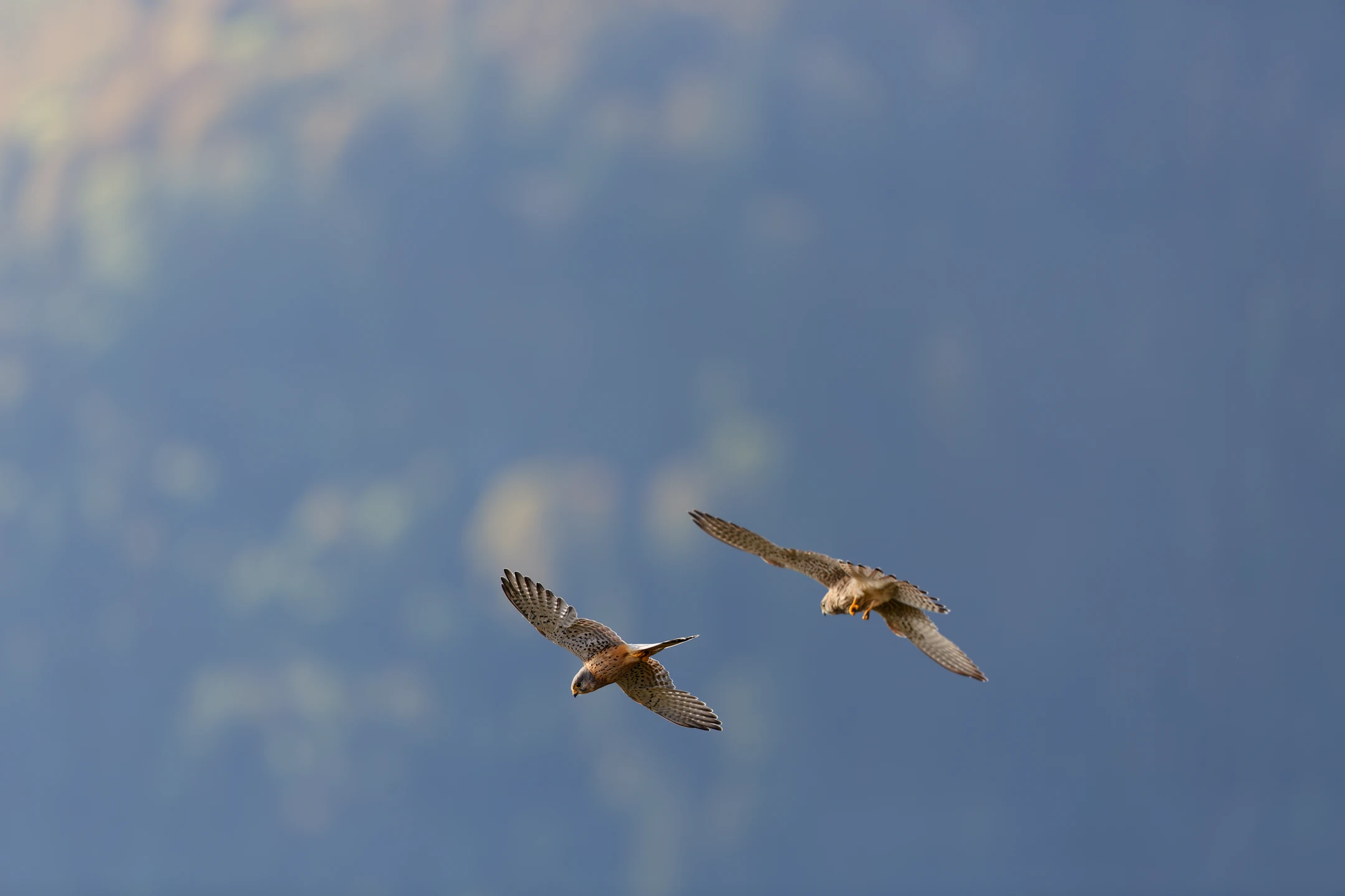 faucon crécerelle (falco tinnunculus)