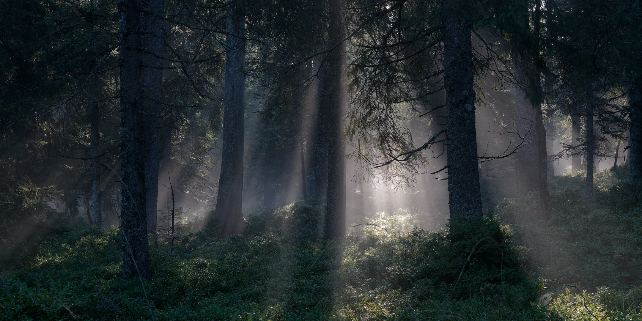 salves de rayons de Soleil sur la forêt en lisière de Rouge Feigne, Vosges